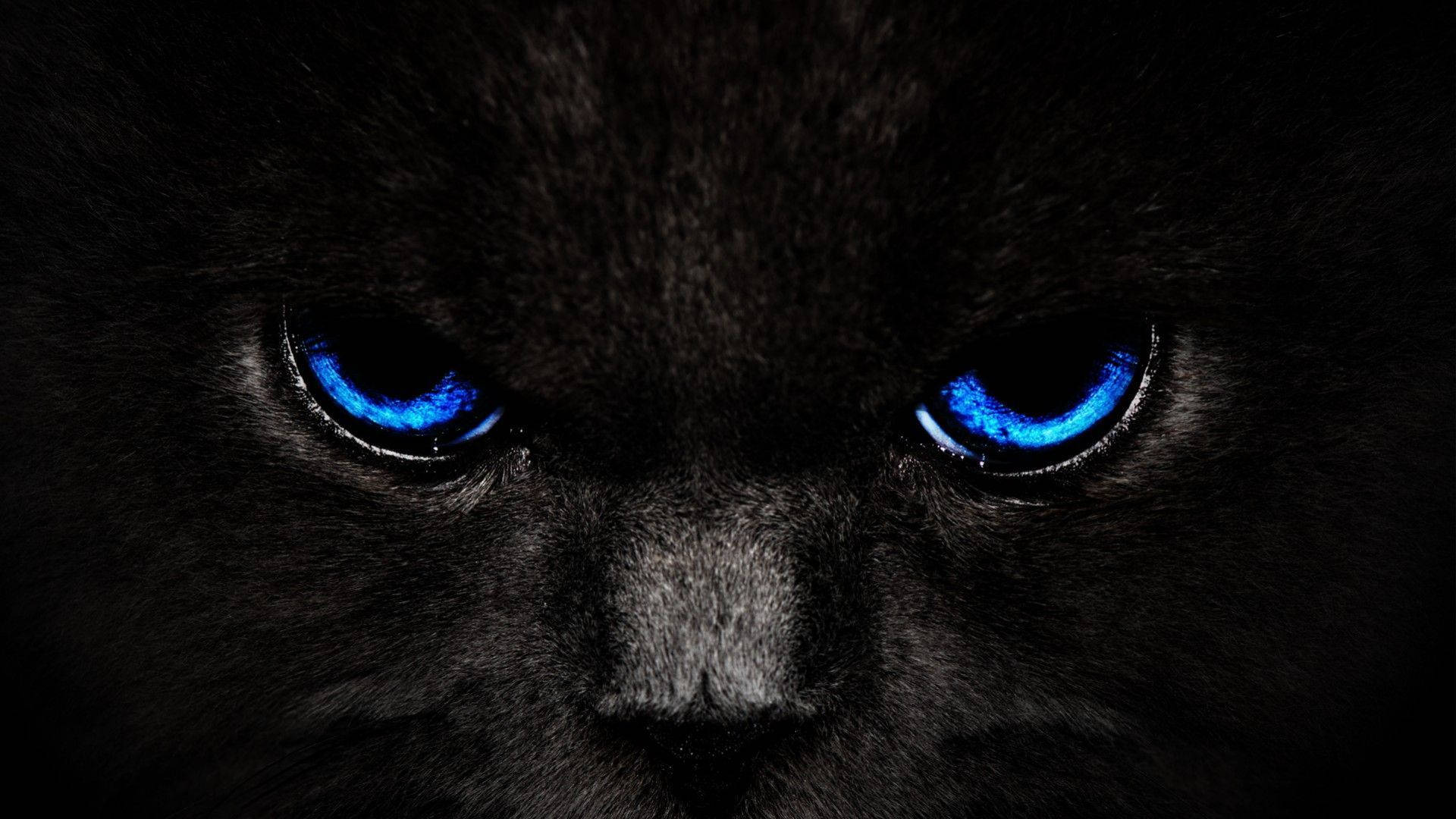 Malamig na Asul na Mata na Pusa Wallpaper