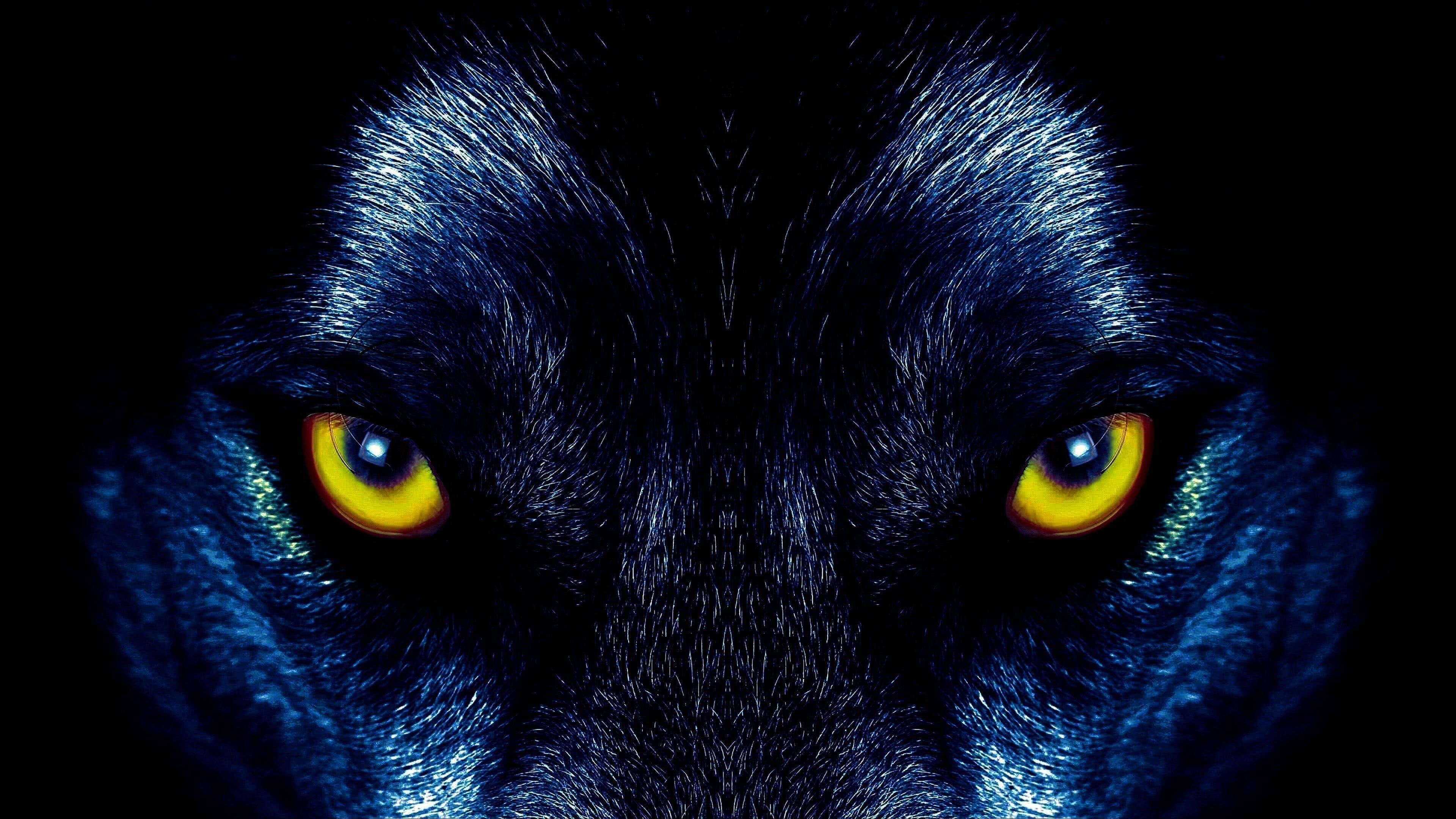 Malamig na Itim na Lobo na May Dilaw na Mata Wallpaper