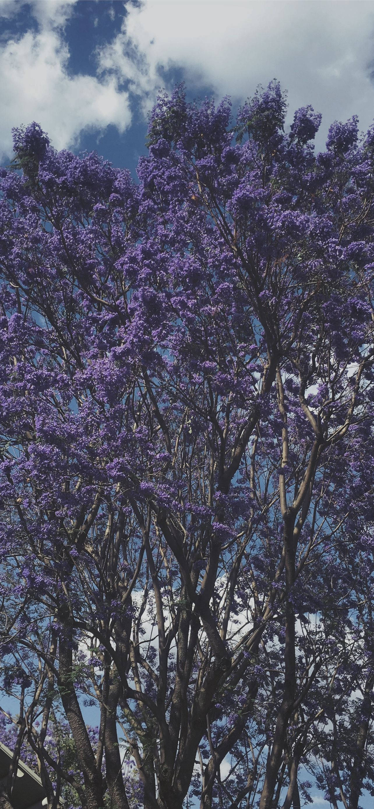 Malamig na Lilang Puno Wallpaper