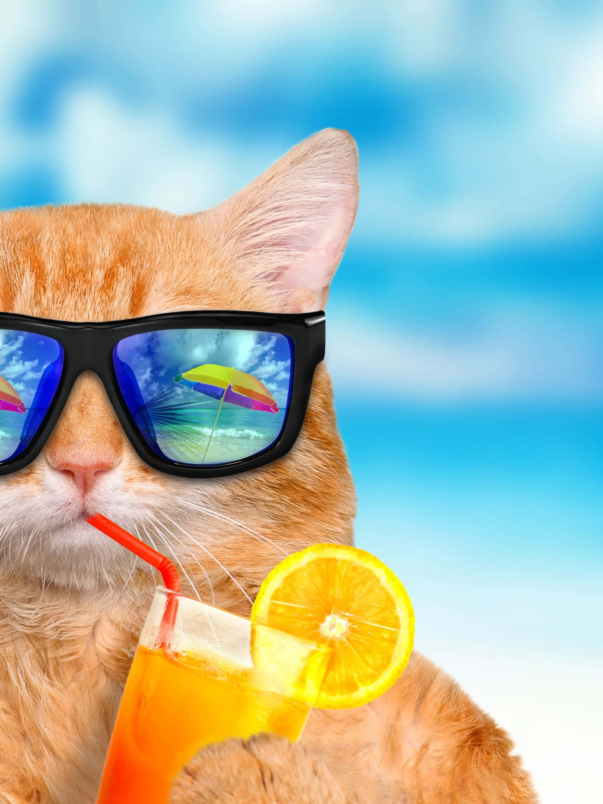 Malamig na Pusang Sumasaya sa Tag-araw Wallpaper