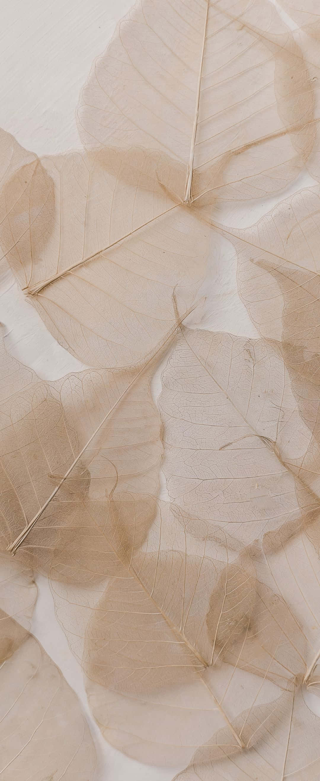 Malapit na tanawin ng namumulaklak na puting lily Wallpaper