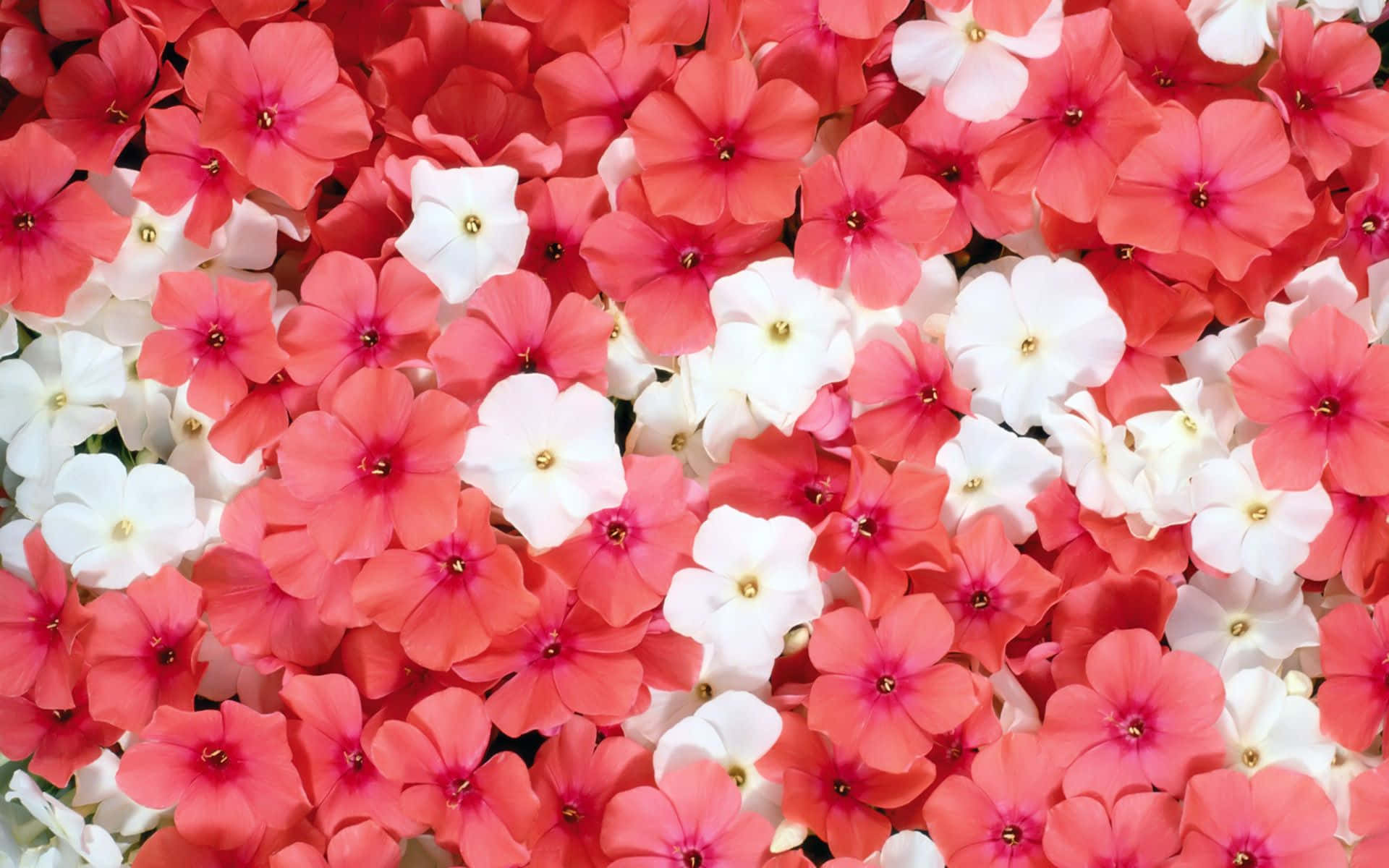 malapitan na larawan ng mga pulang at puting na bulaklak Wallpaper