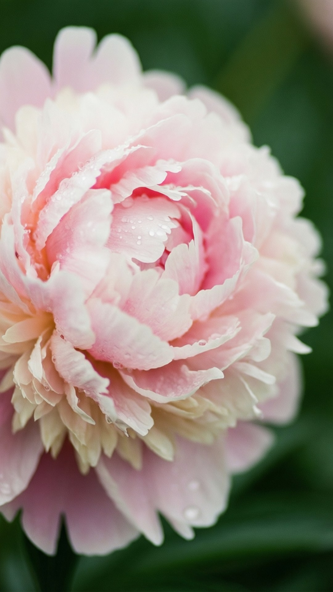 Malapitan na Peony na Pastel Wallpaper