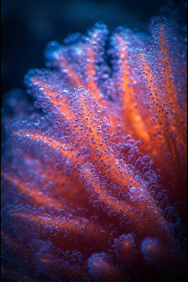 Malapitang Neon Coral Polyps – 8K Macro sa Ilalim ng Dagat Wallpaper