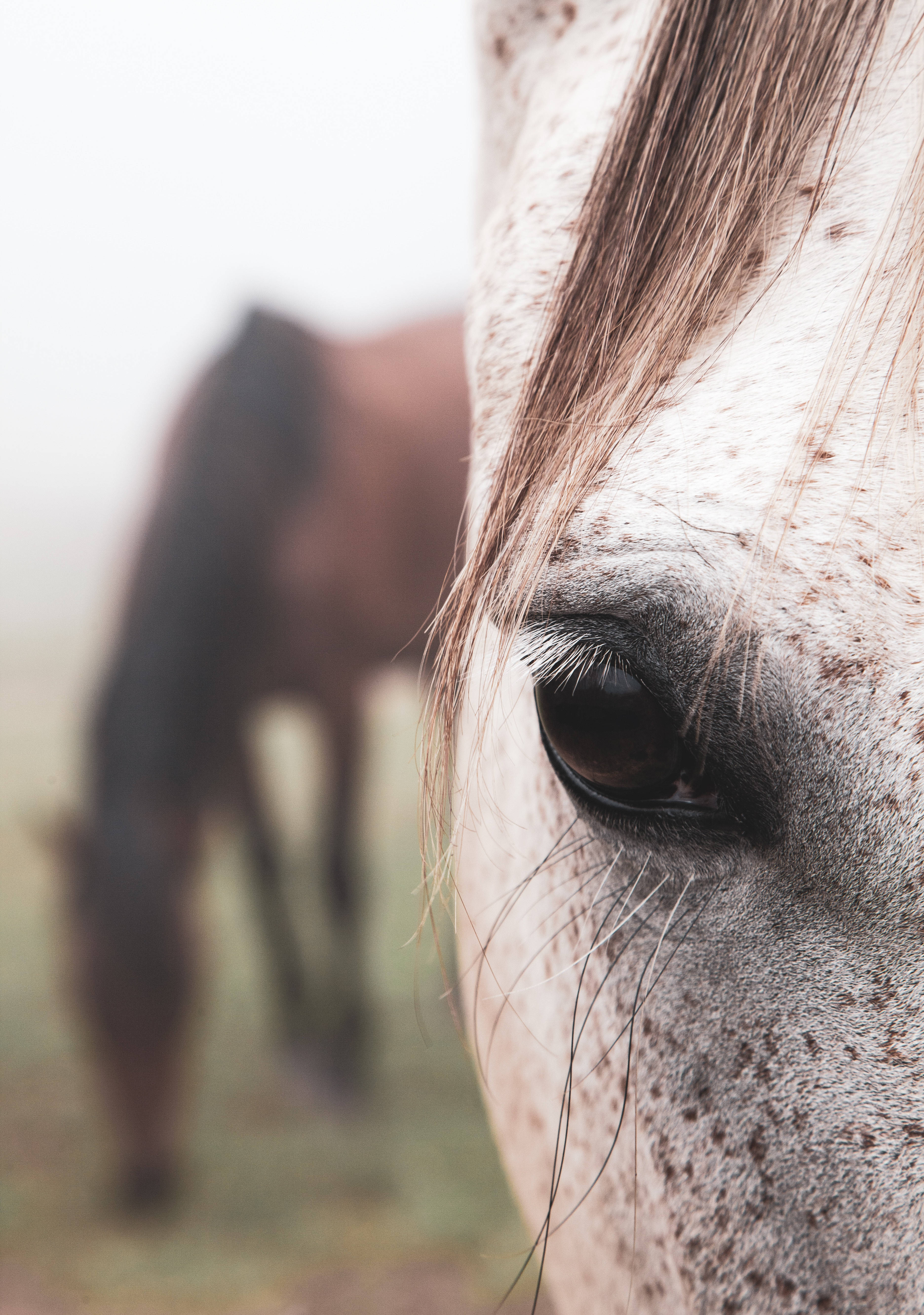 Malapitang Pagtingin sa Matindi at Kayumangging Mata ng isang Appaloosa Horse Wallpaper