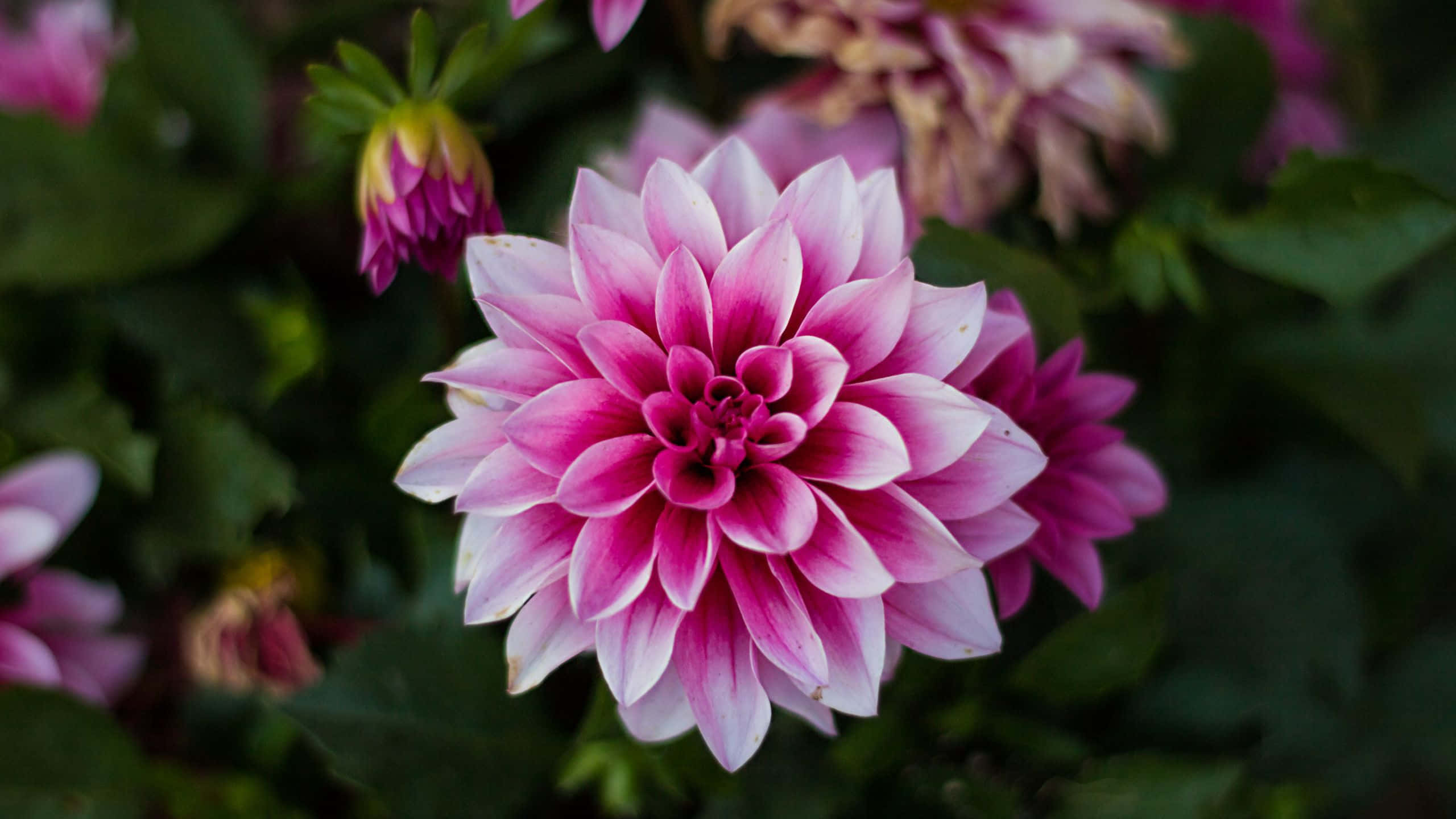 malapot na mga bulaklak ng pink dahlia Wallpaper