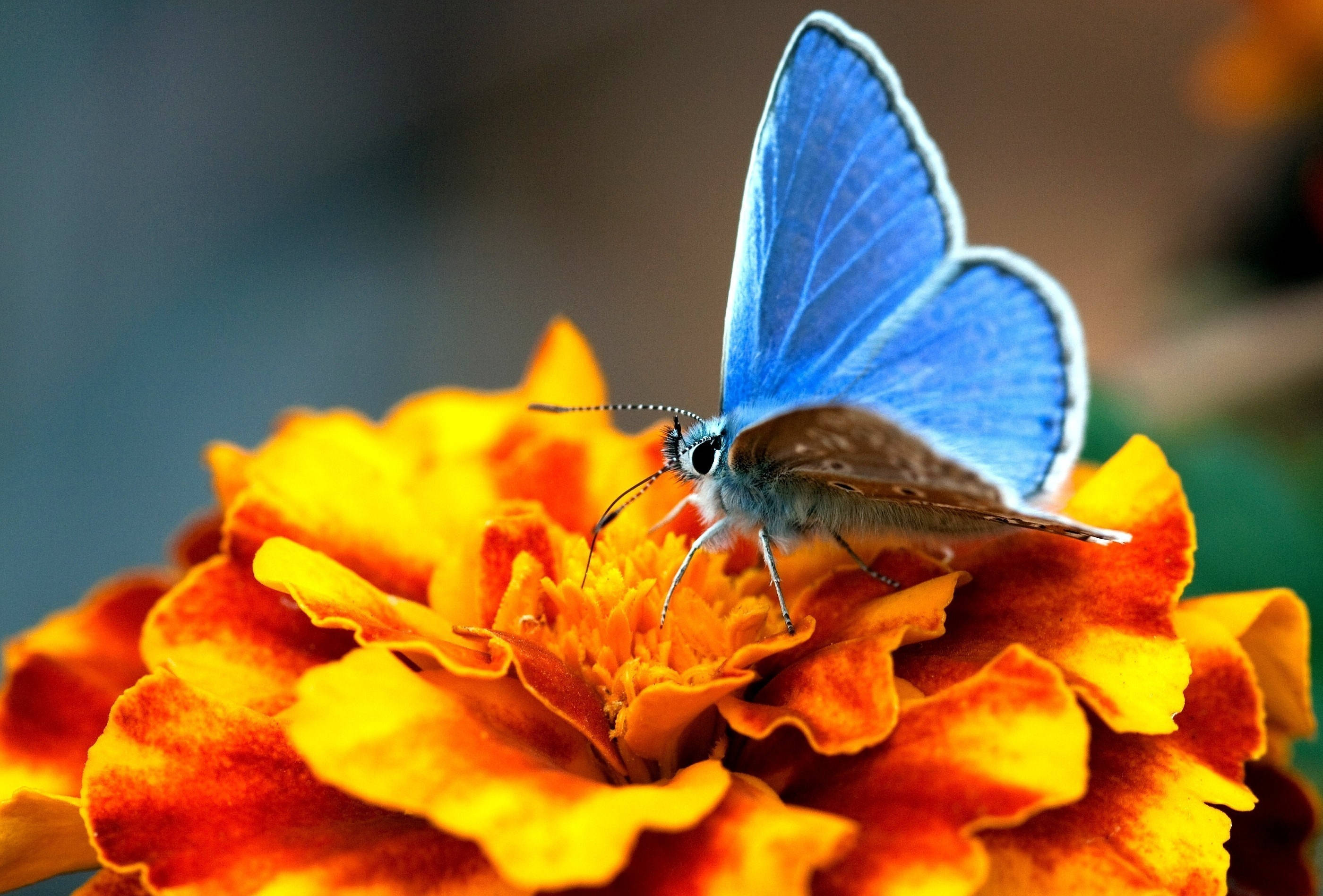 Malayang Lumilipad - Asul na Paruparo at Kahel na Bulaklak Wallpaper