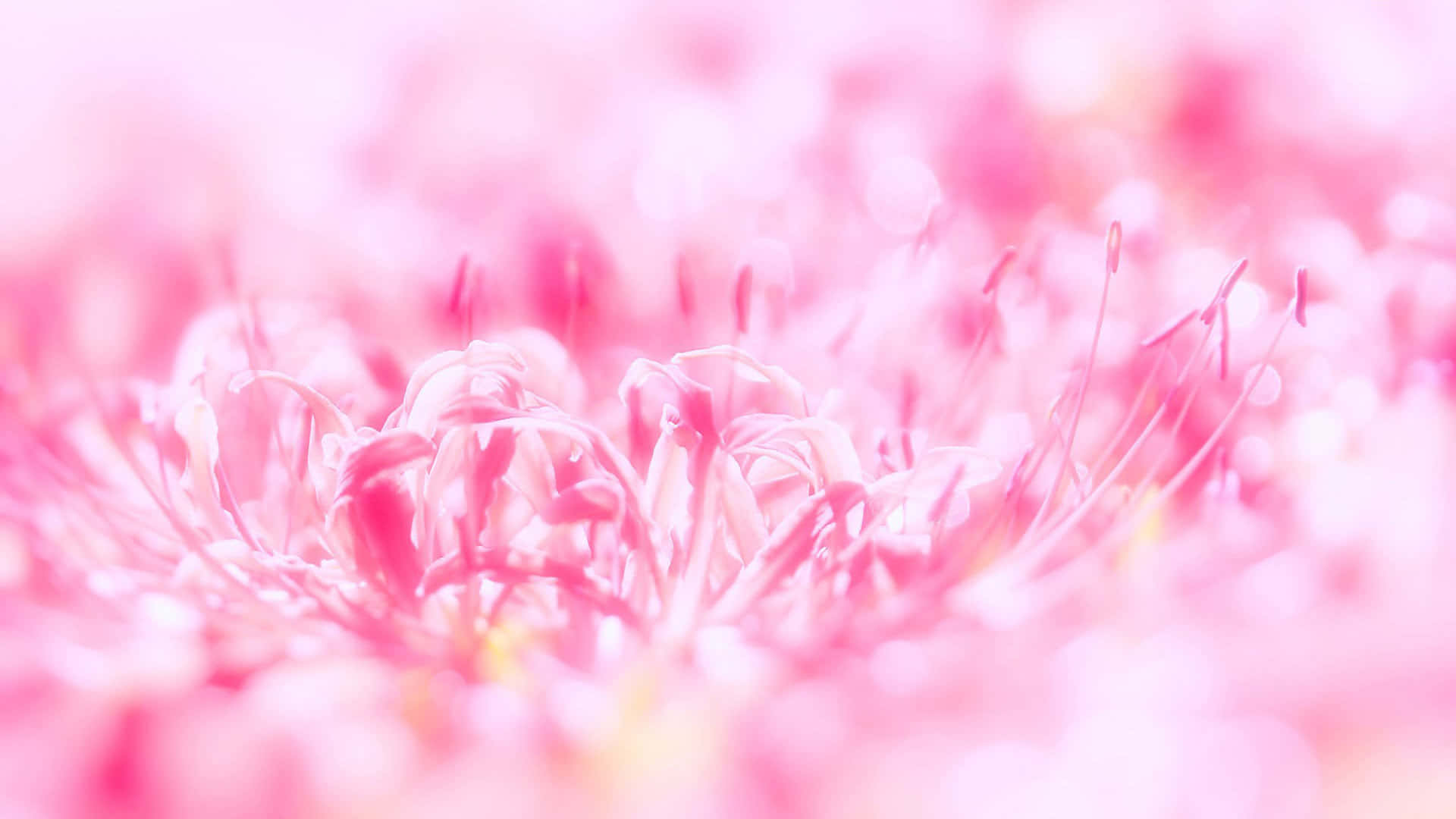 Maligayang pagdating sa mundo ng Cute Pink! Wallpaper