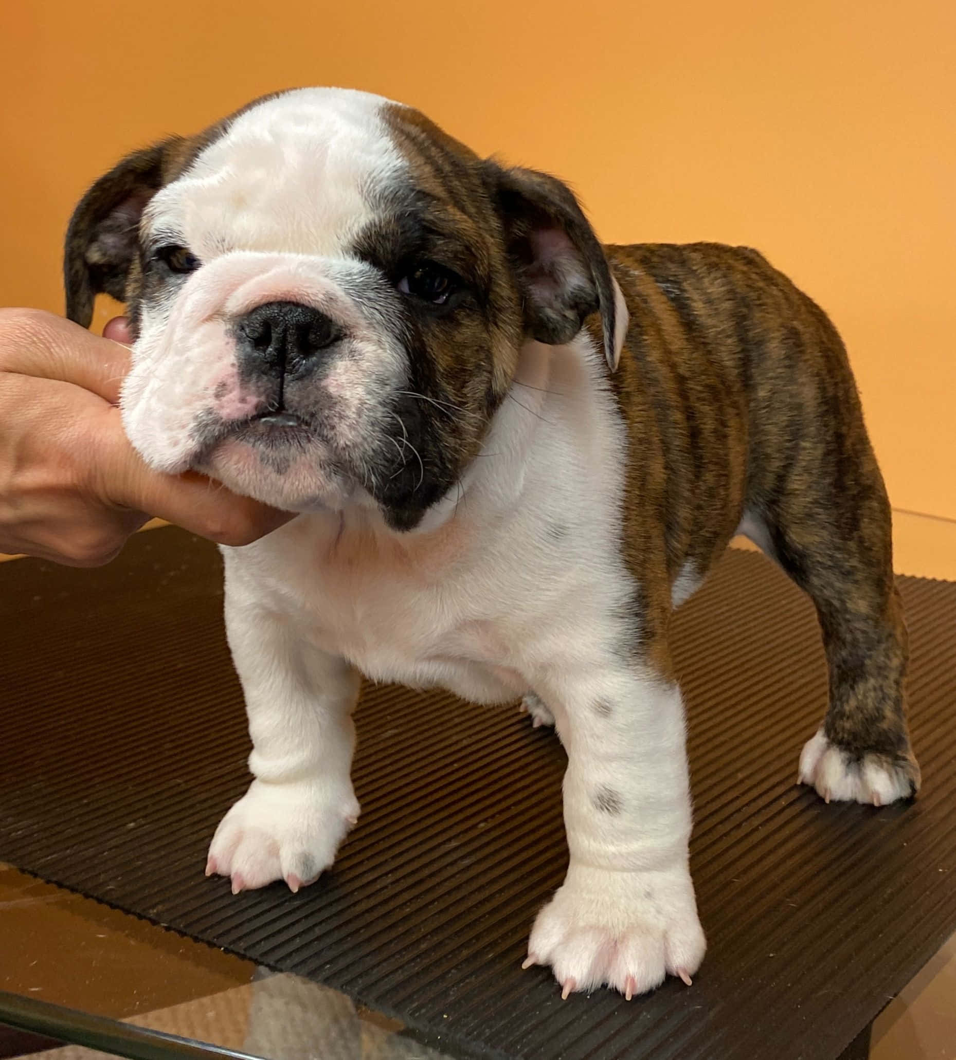 Maliit na bulldog puppy na hinahagod ng isang tao Wallpaper