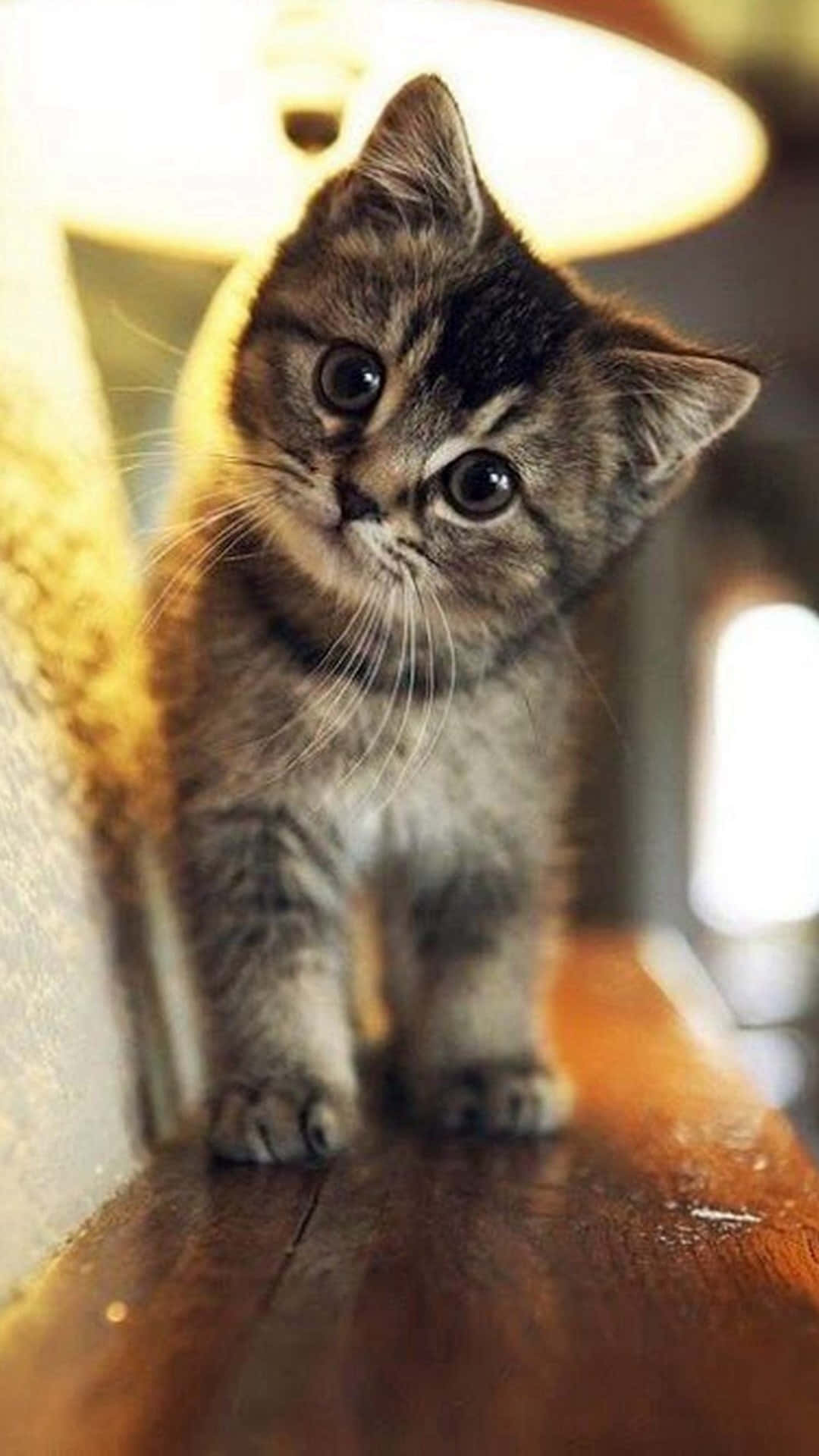 Maliit na Cute na Tabby Cat na Larawan Wallpaper