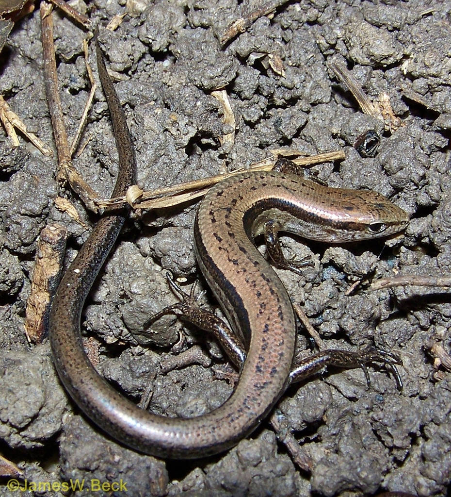 Maliit na Kayumangging Ground Skink sa Alabama Wallpaper
