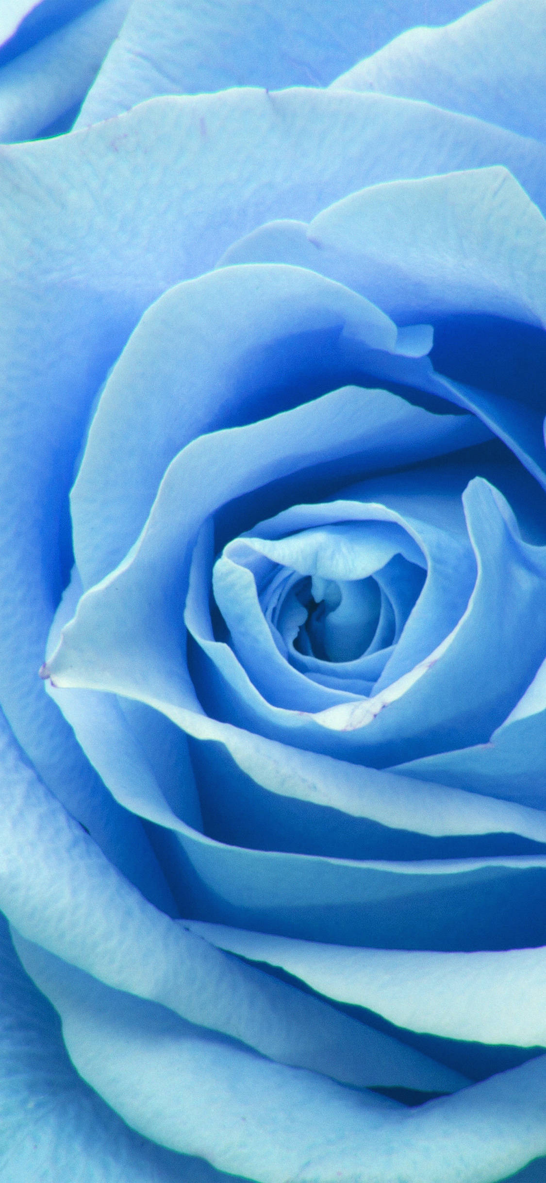 Maliwanag at Magandang Paglalahad ng Zoom Flower Wallpaper