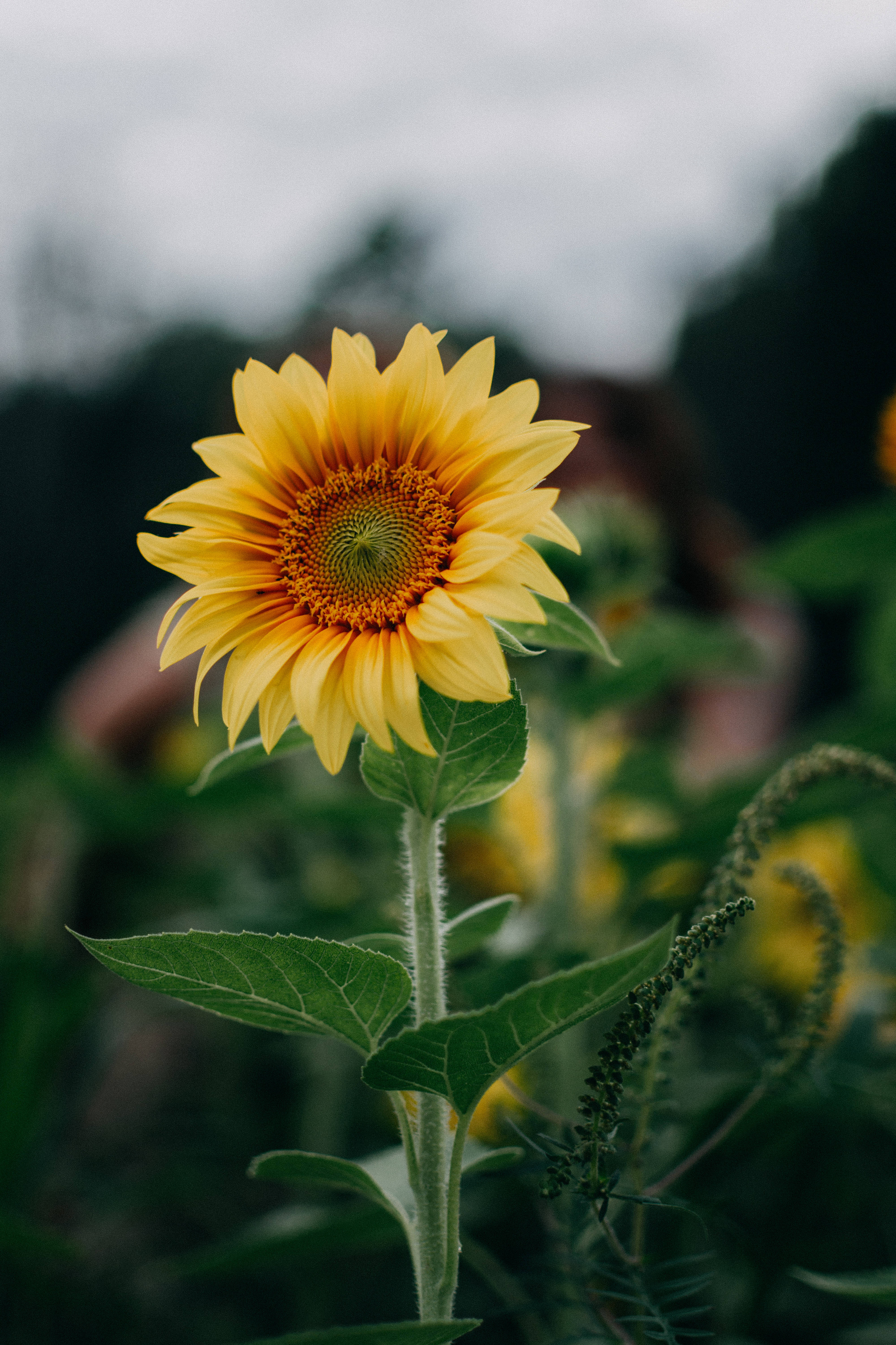 Maliwanag at Magandang Sunflower Wallpaper