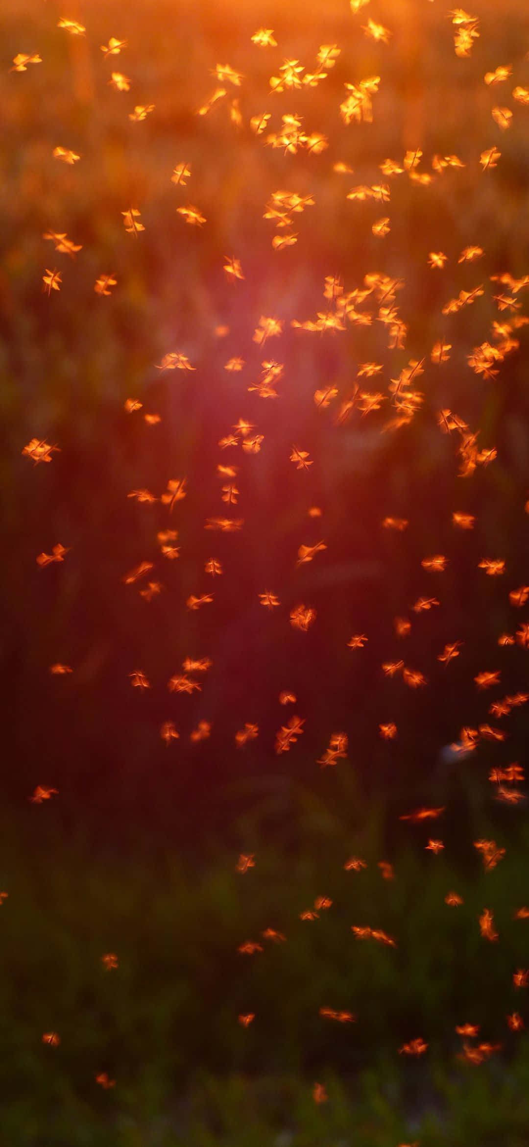 Maliwanag na asul na langit at luntiang na mga burol ng damong Wallpaper