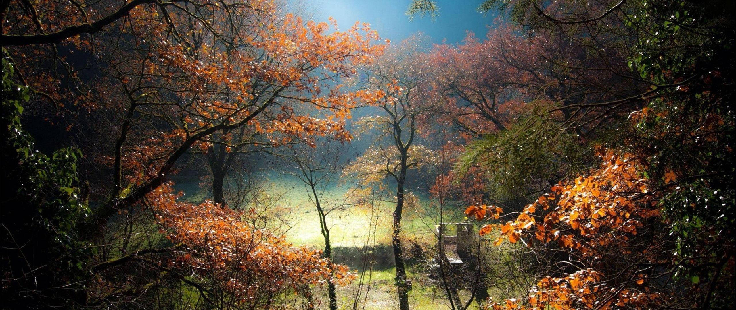 Maliwanag na Gabi ng Gubat Wallpaper