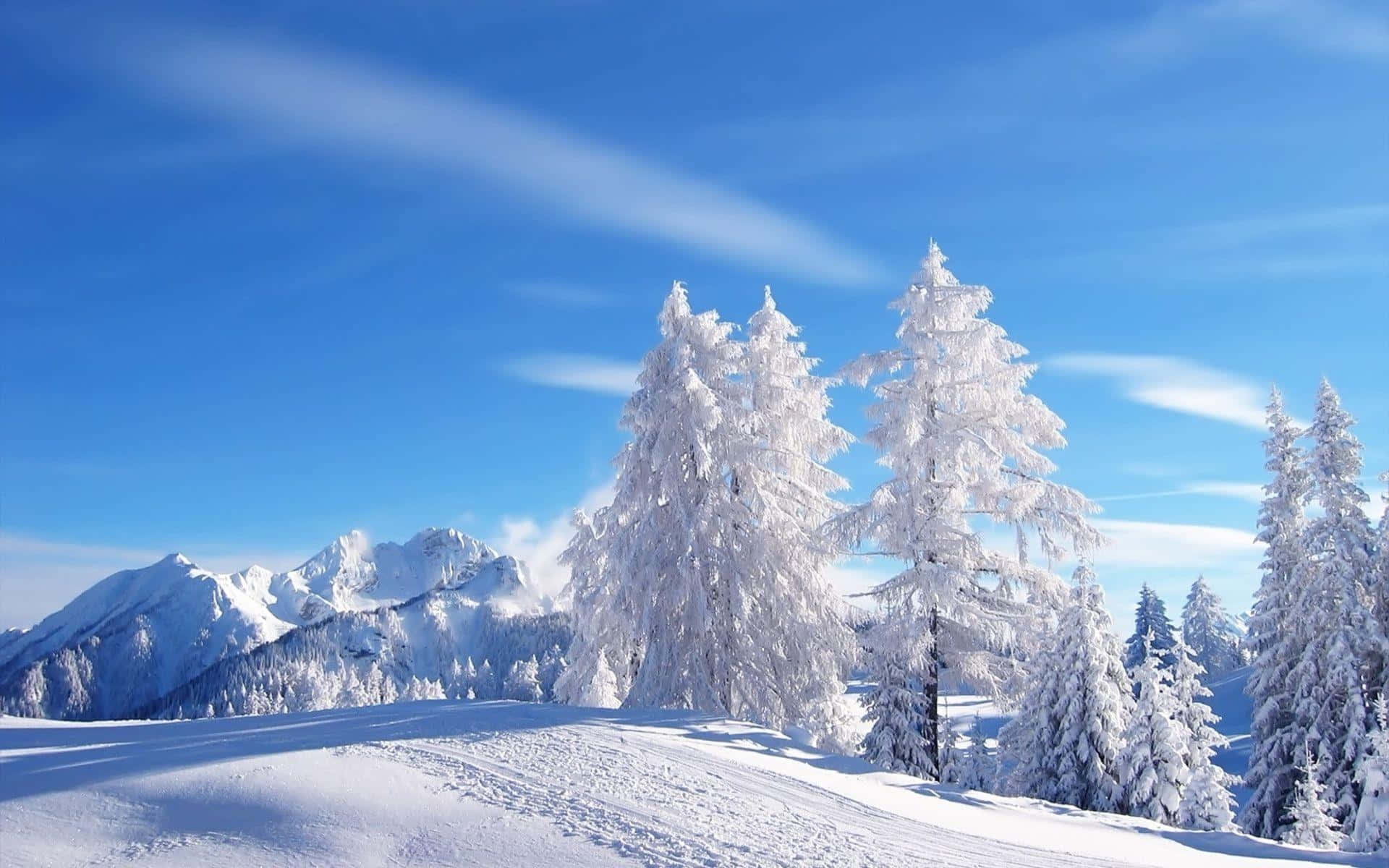 Maliwanag na Kalangitan sa Winter Wonderland Background Wallpaper