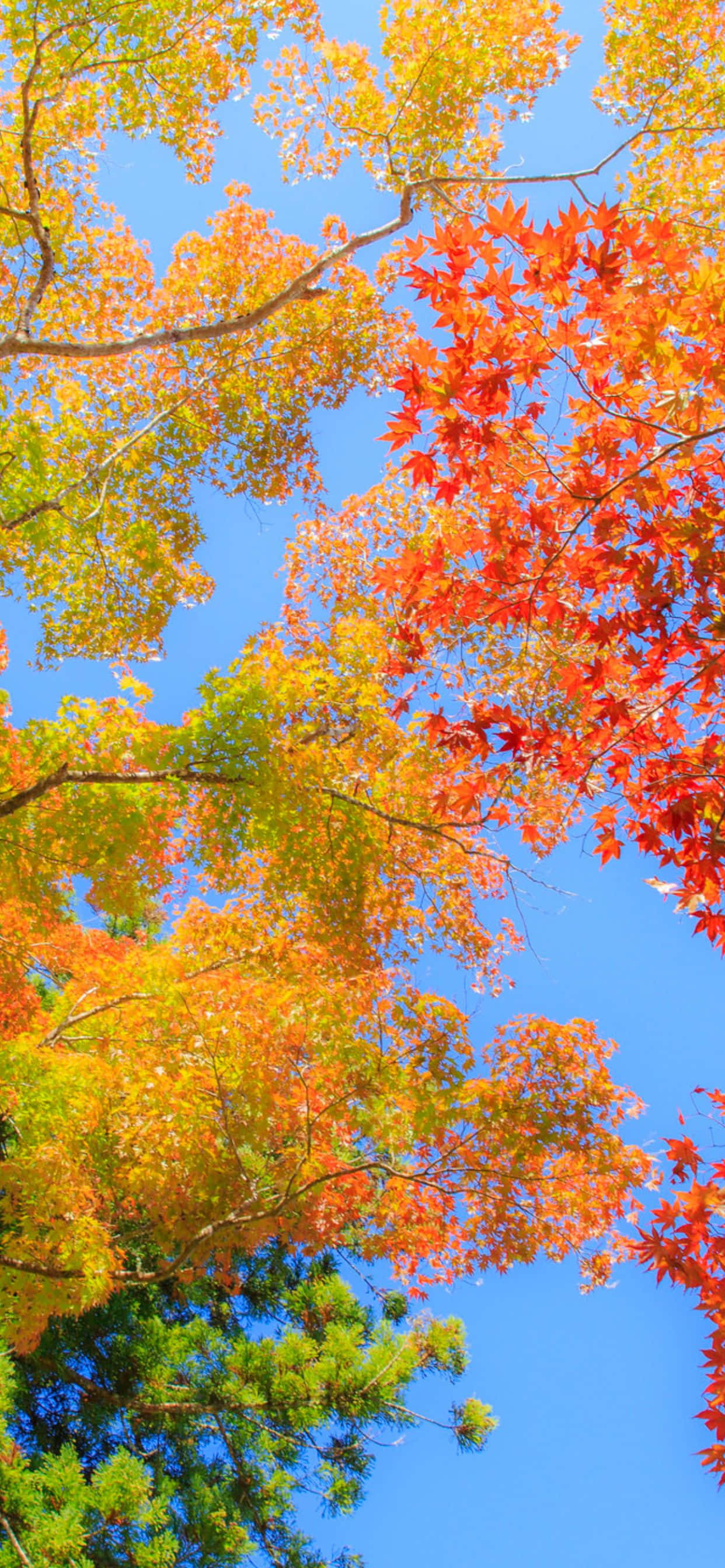 Maliwanag na mga kulay ng autumn ay nagpipinta ng iPhone Xs Max background Wallpaper