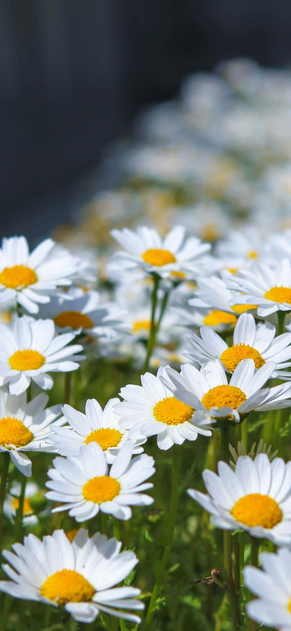 Maliwanag na sikat ng araw at ang kagandahan ng isang daisy Wallpaper