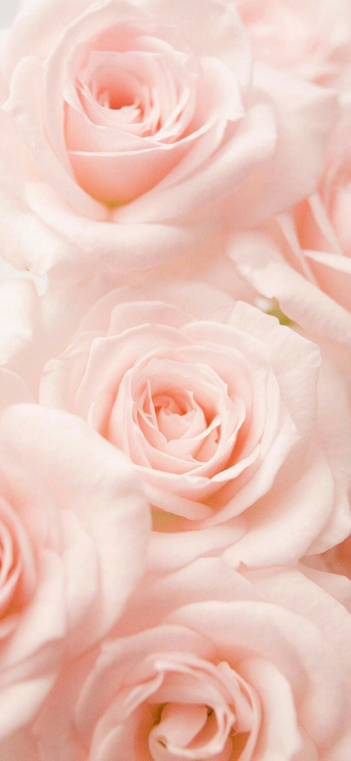 Malumanay na Pastel Pink na Background Wallpaper