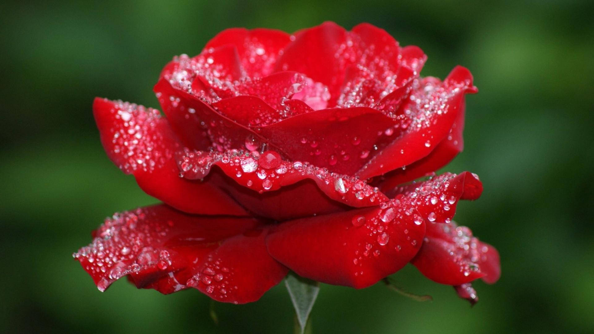 Mamulaklak na Magandang Rosas na may Hamog Wallpaper