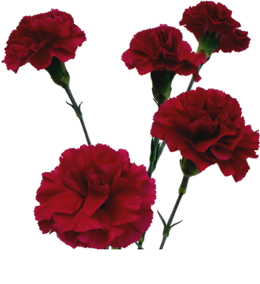 Mamulang Pulang Carnation na Naka-Isolate Wallpaper