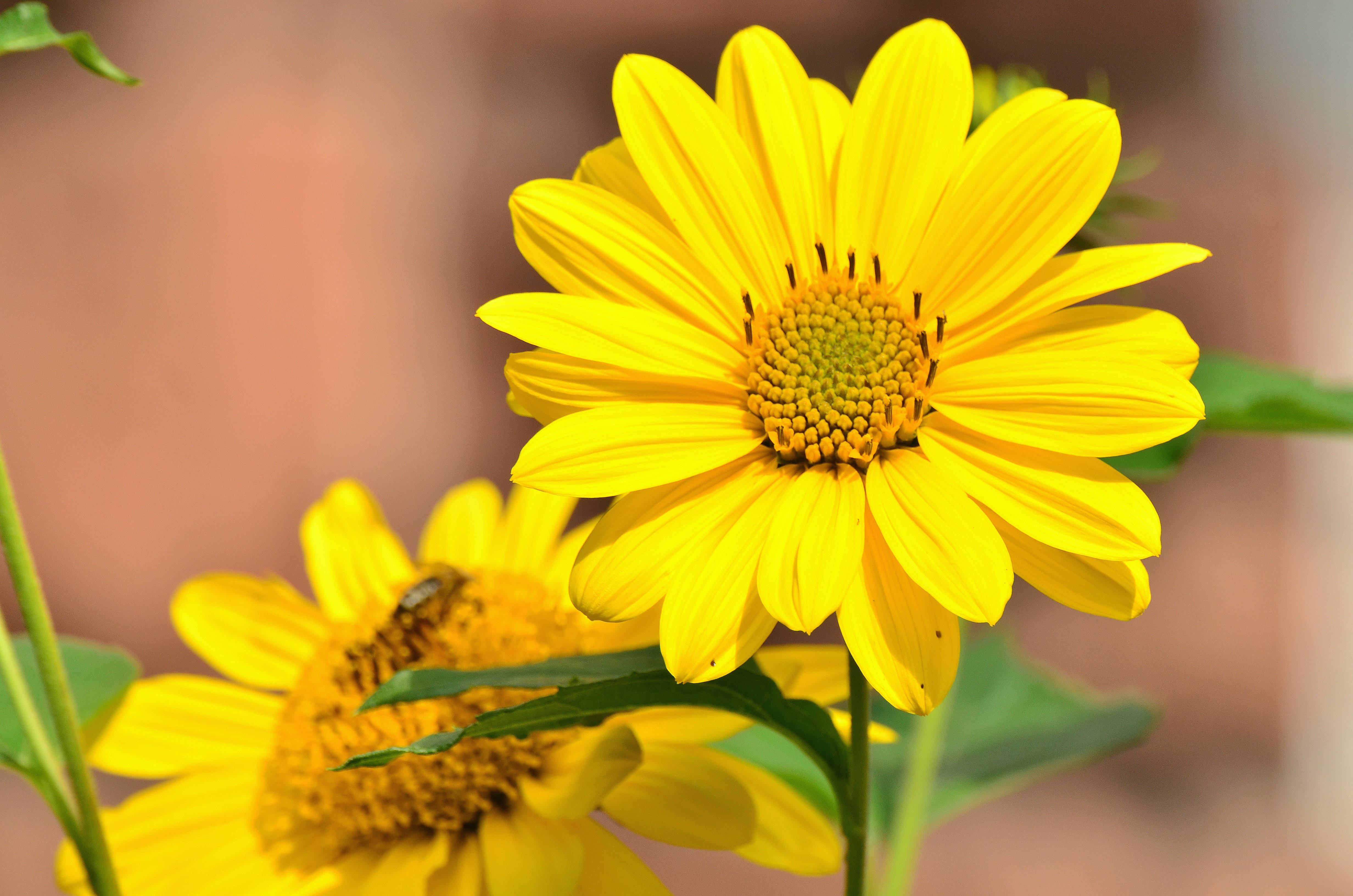 Maningning na Dilaw na mga Sunflower Wallpaper