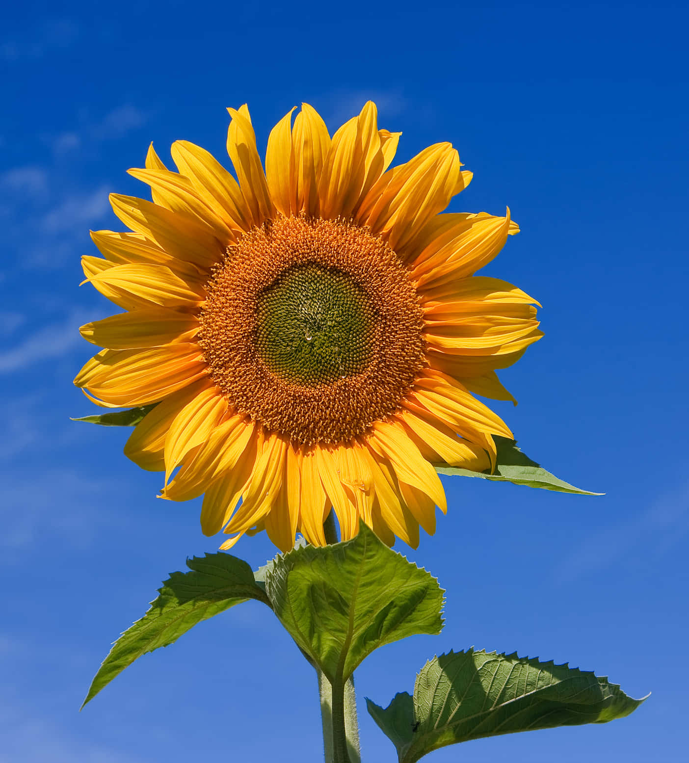 Maningning na sunflower sa isang masiglang dilaw na bukirin Wallpaper