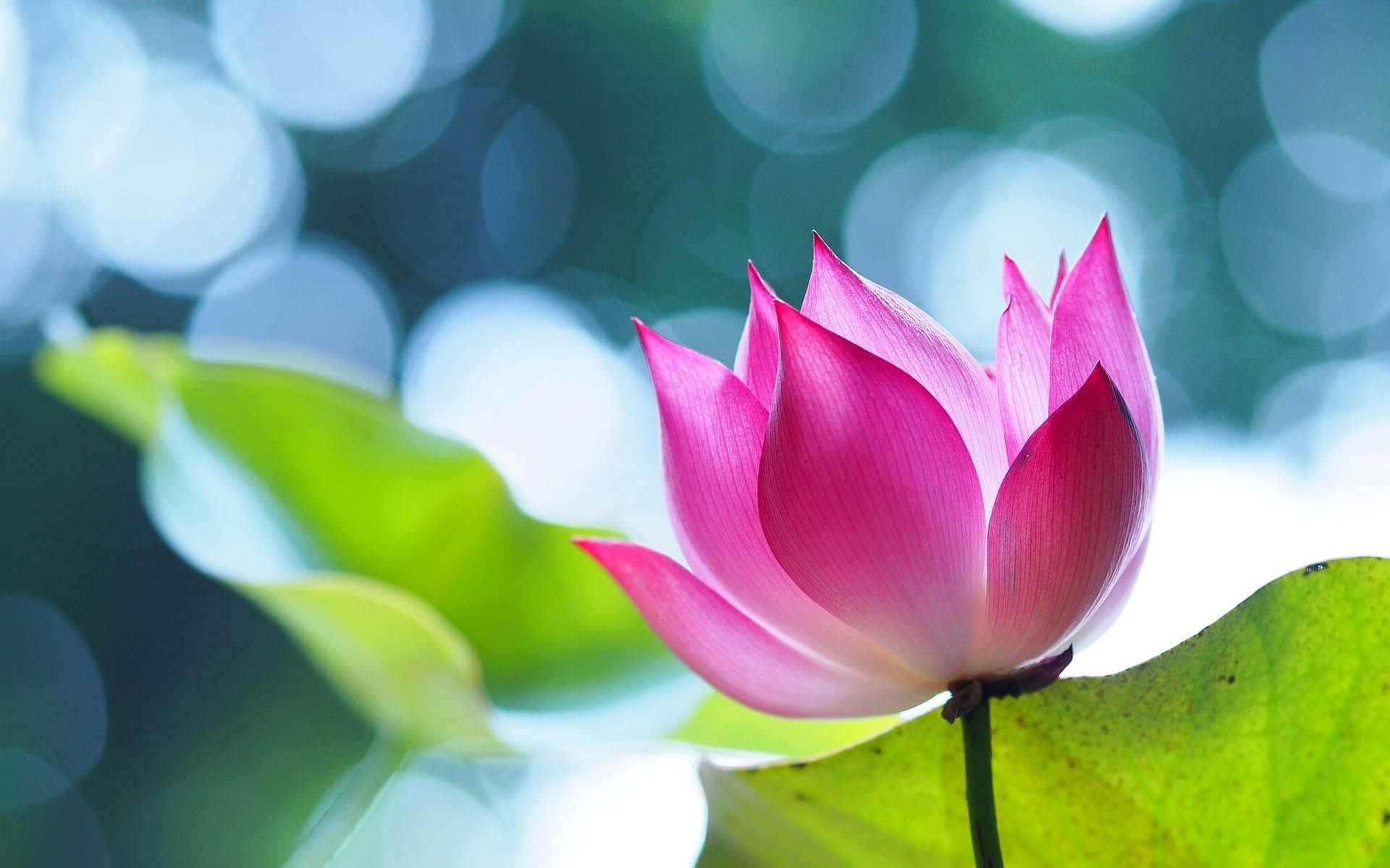 Mapang-akit na Bulaklak ng Lotus na Namumukadkad Wallpaper