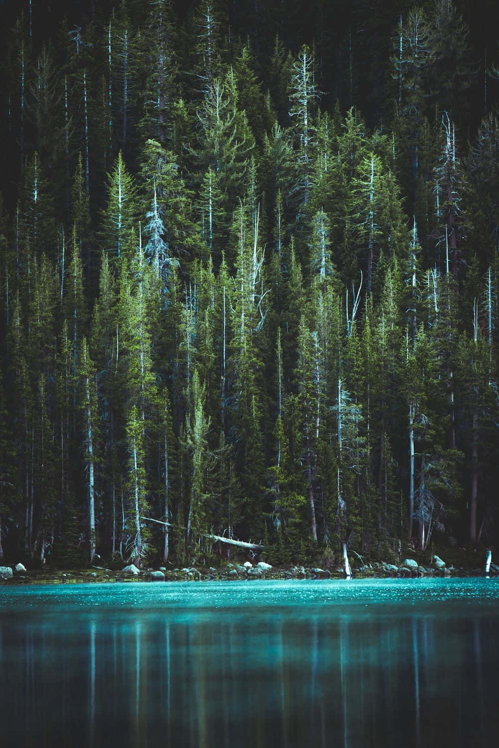 Mapang-akit na Dark Green Aesthetic Background Wallpaper