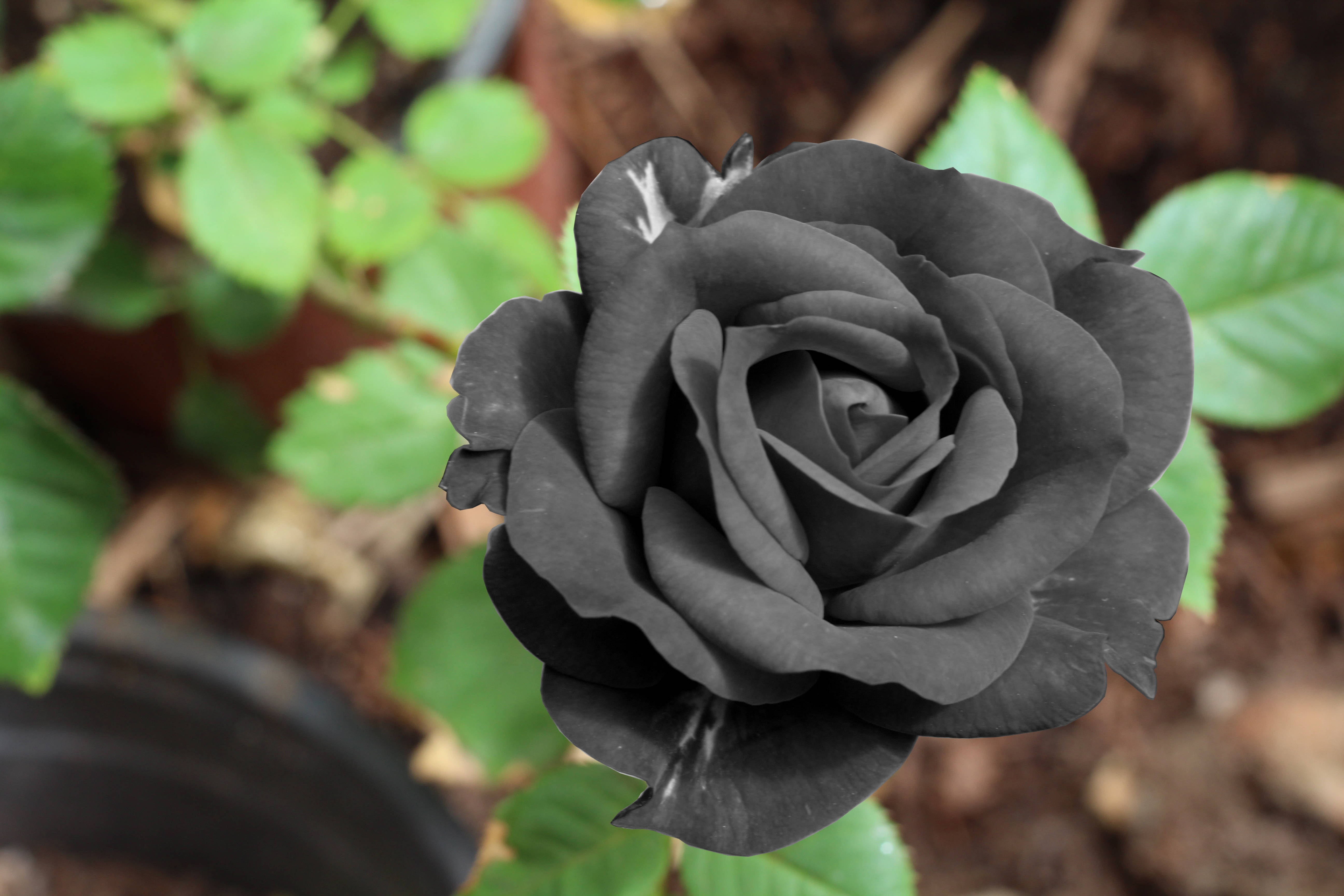 Mapang-akit na Itim na Rosas Wallpaper