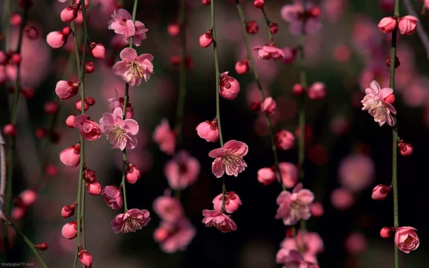 Mapang-akit na Madilim na Bulaklak na Background Wallpaper