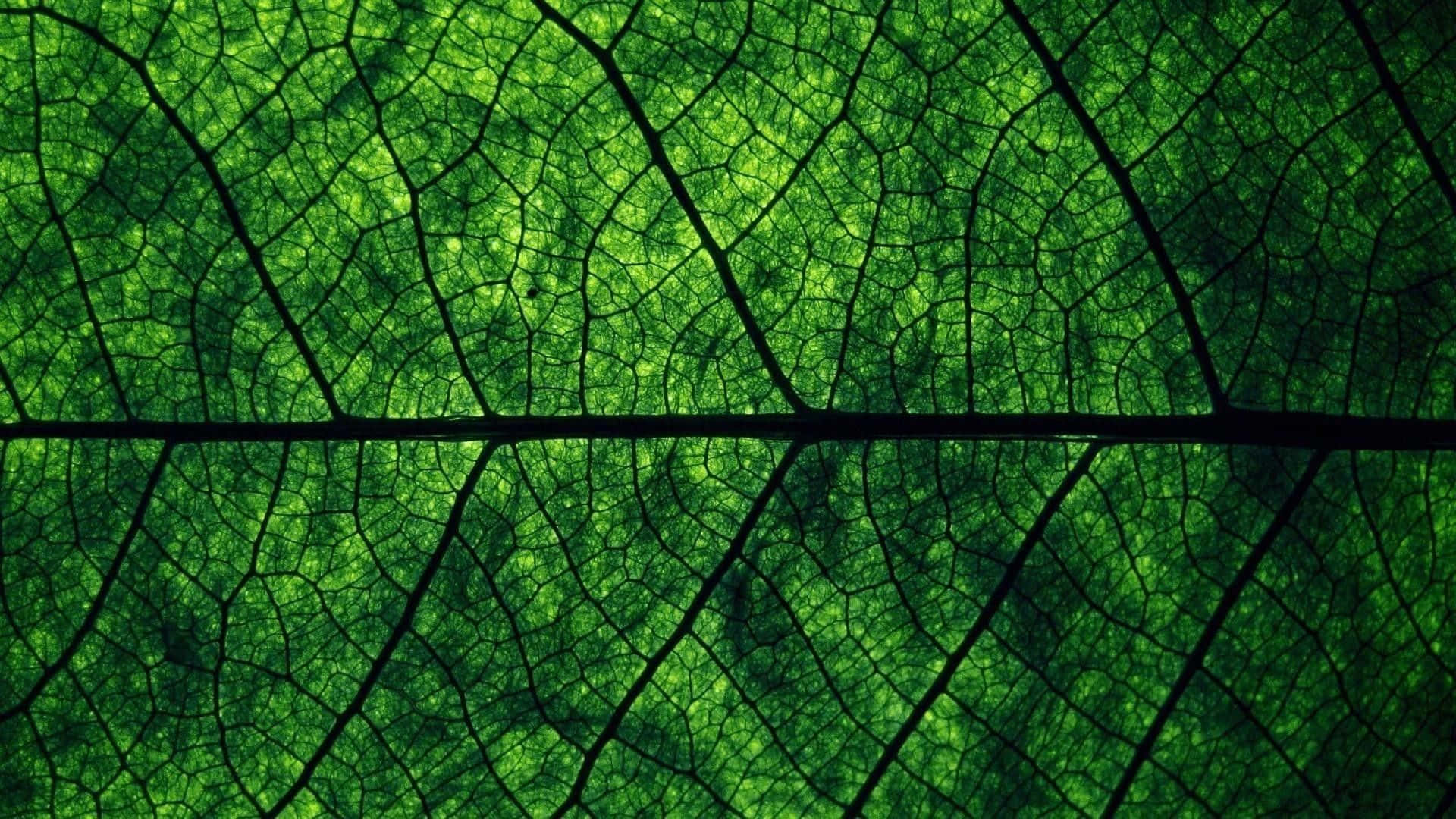 Mapang-akit na Madilim na Berdeng Aesthetic Background Wallpaper