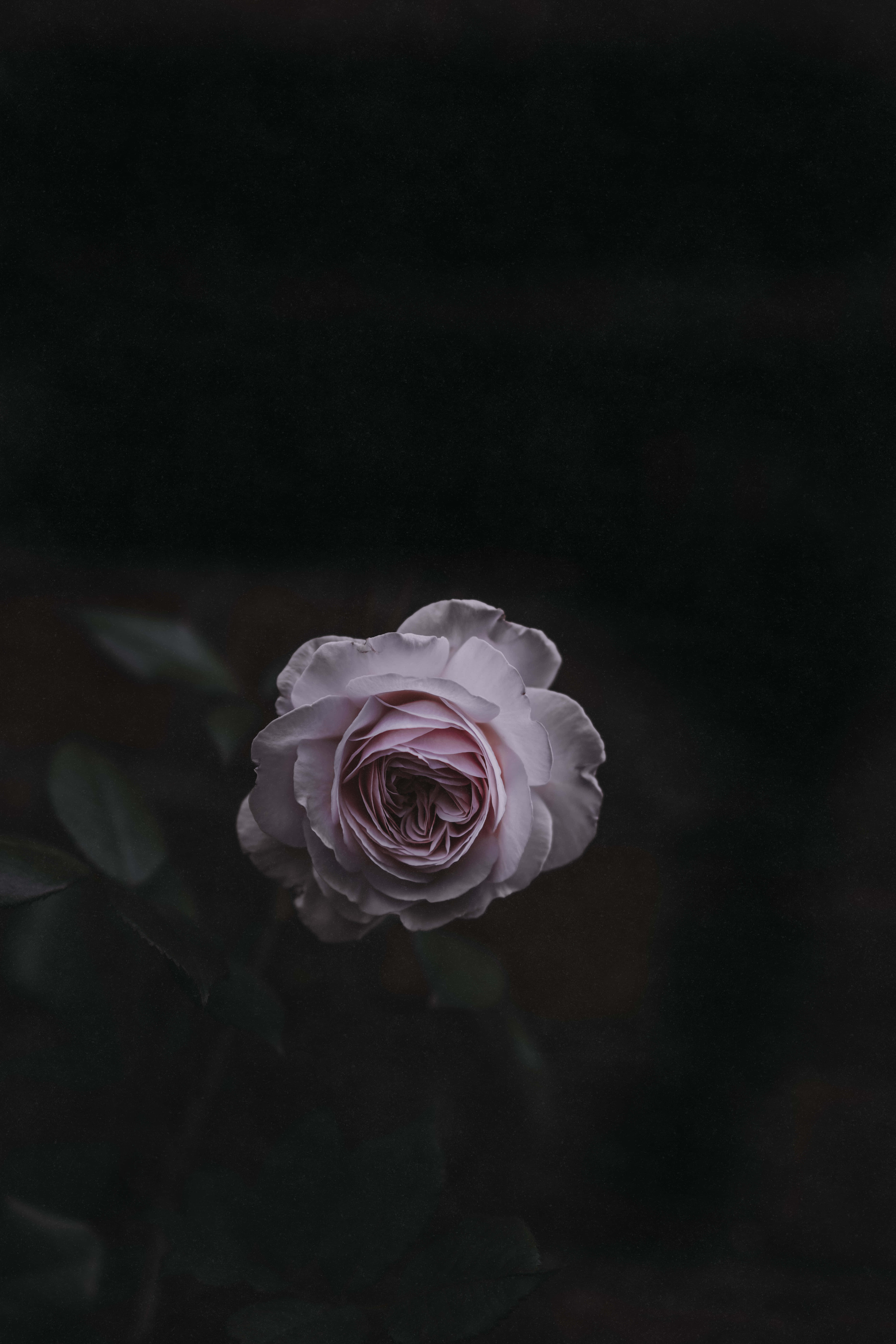 Mapang-akit na Madilim na Bulaklak na Background Wallpaper