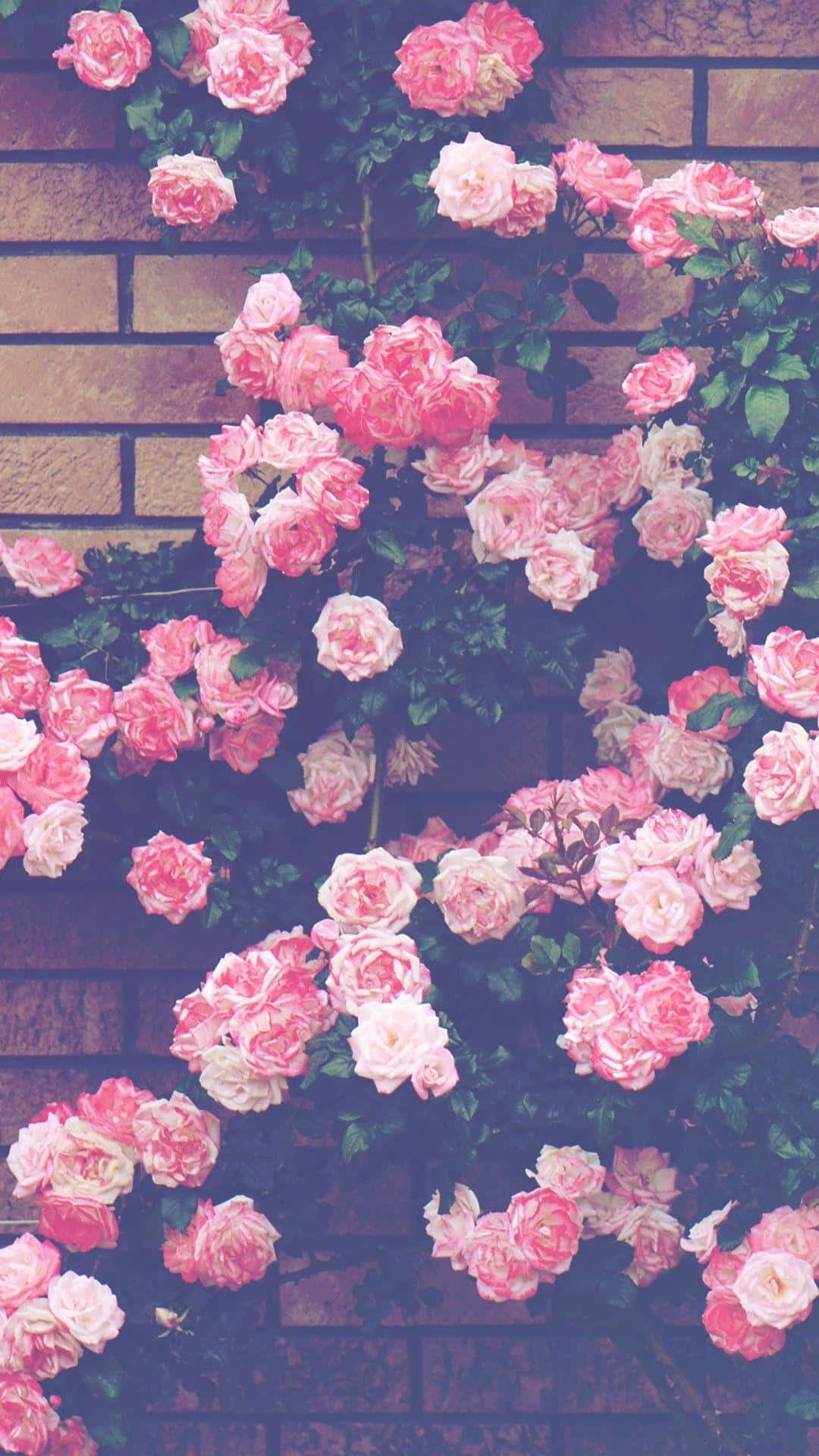 Mapangaraping Kulay ng Aesthetic Pink Wallpaper