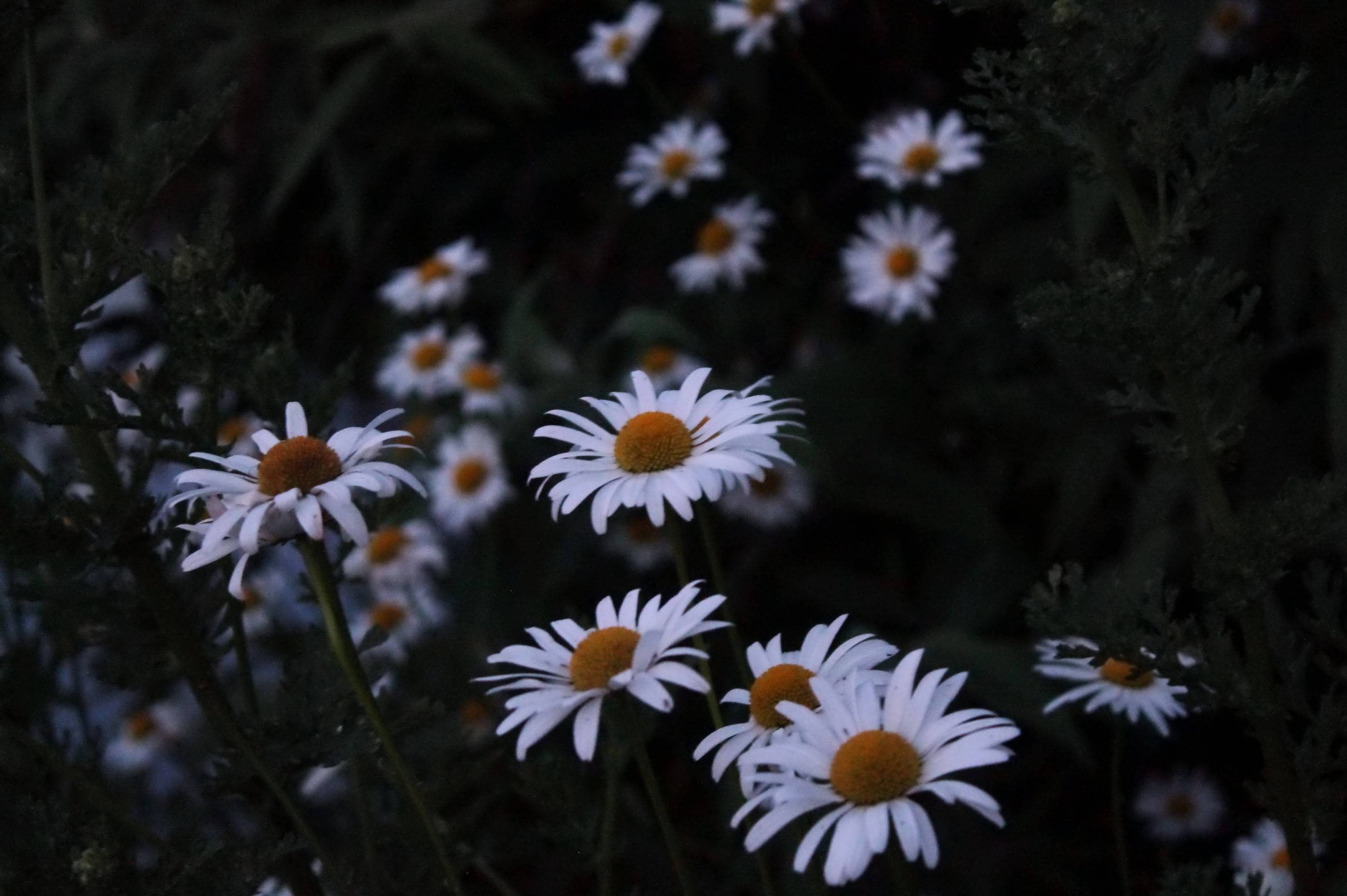 Mapanglawin na Puti na Daisy Wallpaper