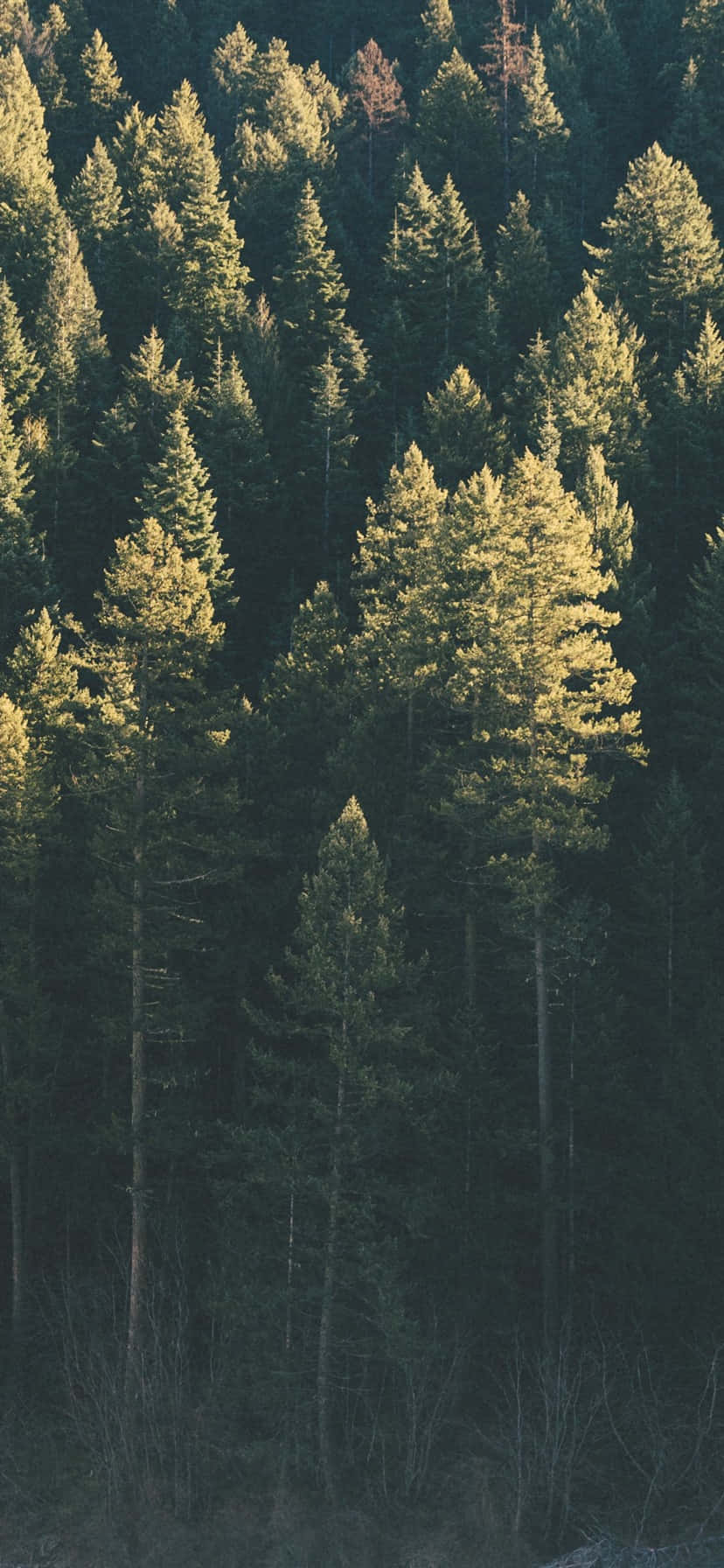 "Mapayapa na Maglakad sa Kalikasan gamit ang Trees iPhone" Wallpaper