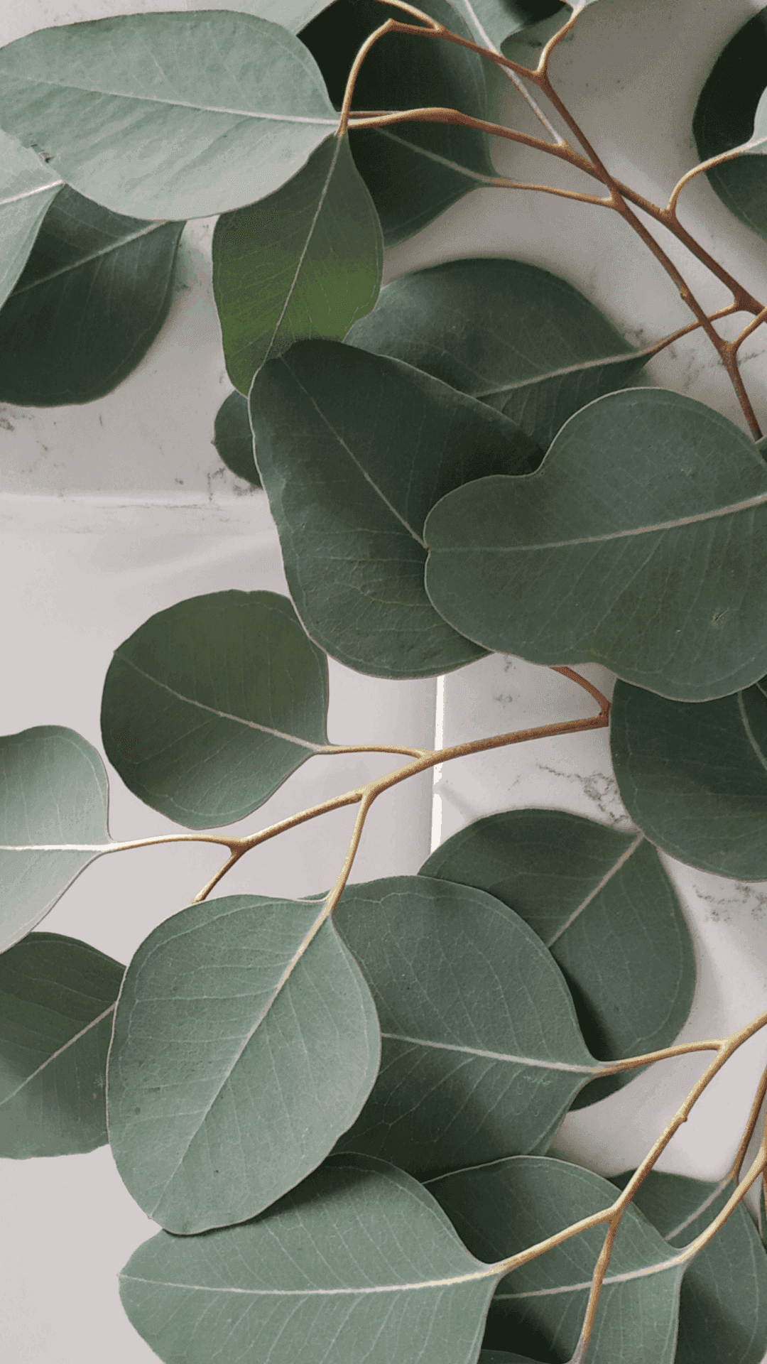 Mapayapang Sage Green Aesthetic na Background Wallpaper