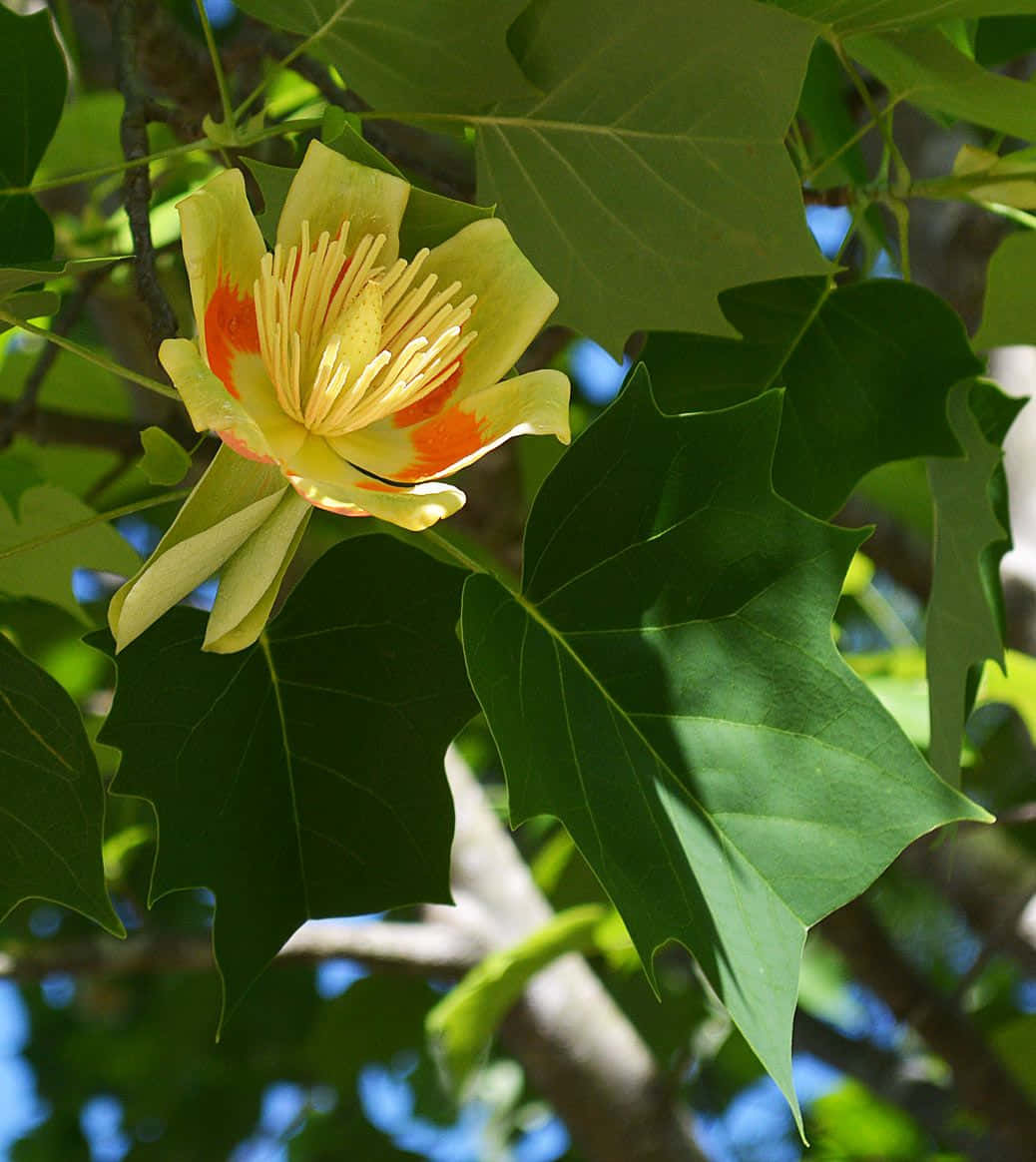 Mapayapayang Tanawin ng Tulip Tree sa Tag-init Wallpaper