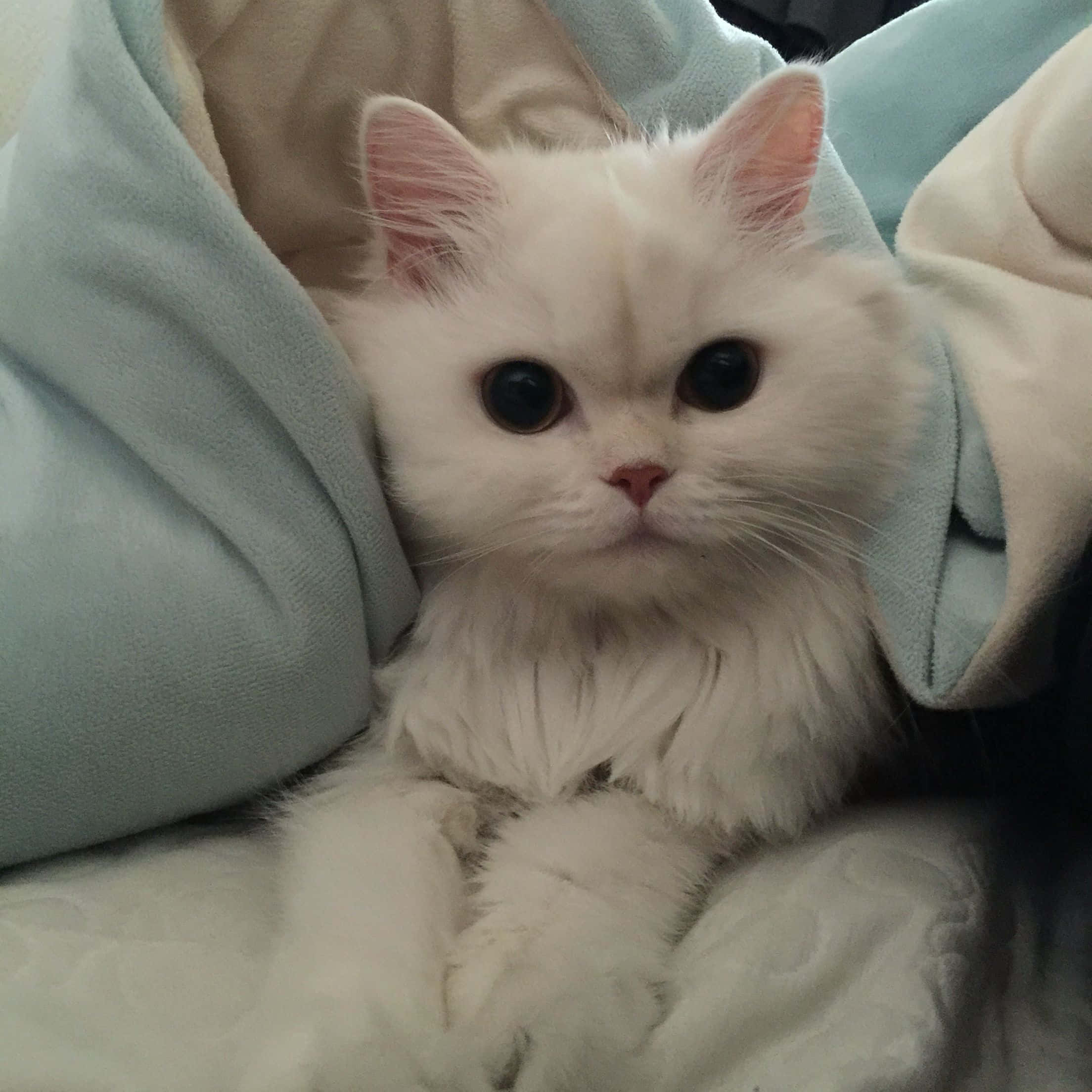 Maramdaman ang lamig ng taglamig sa niyebe nitong estetikong pusa. Wallpaper