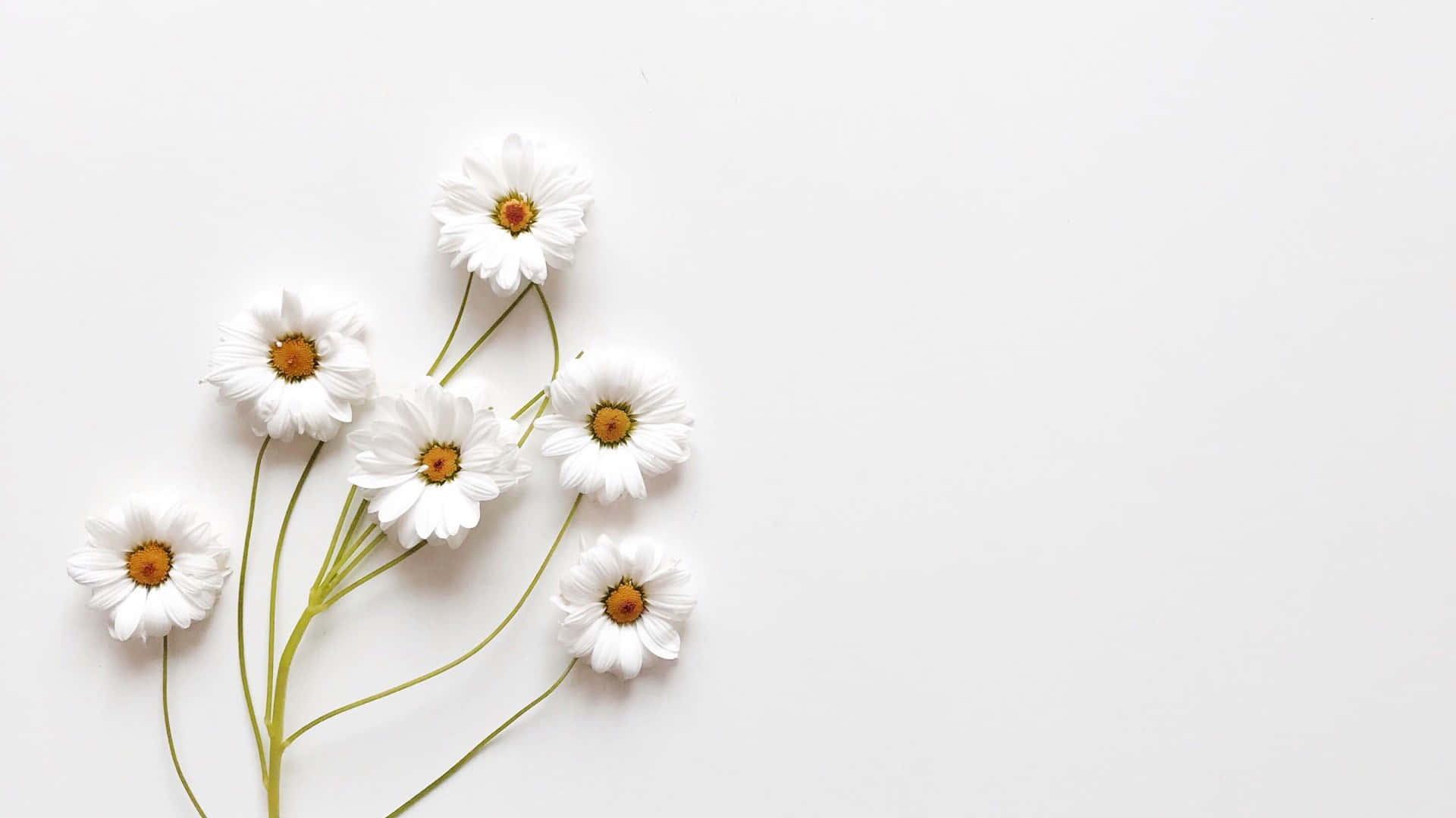 Maranasan ang pagiging simple, elegante, at sopistikado gamit ang Aesthetic White wallpaper.