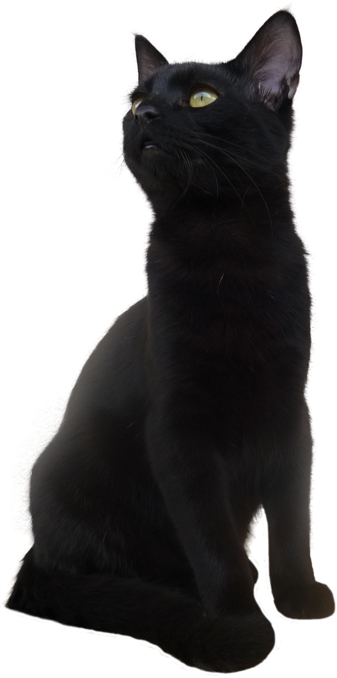 Marangal na Posing ng Itim na Pusa Wallpaper