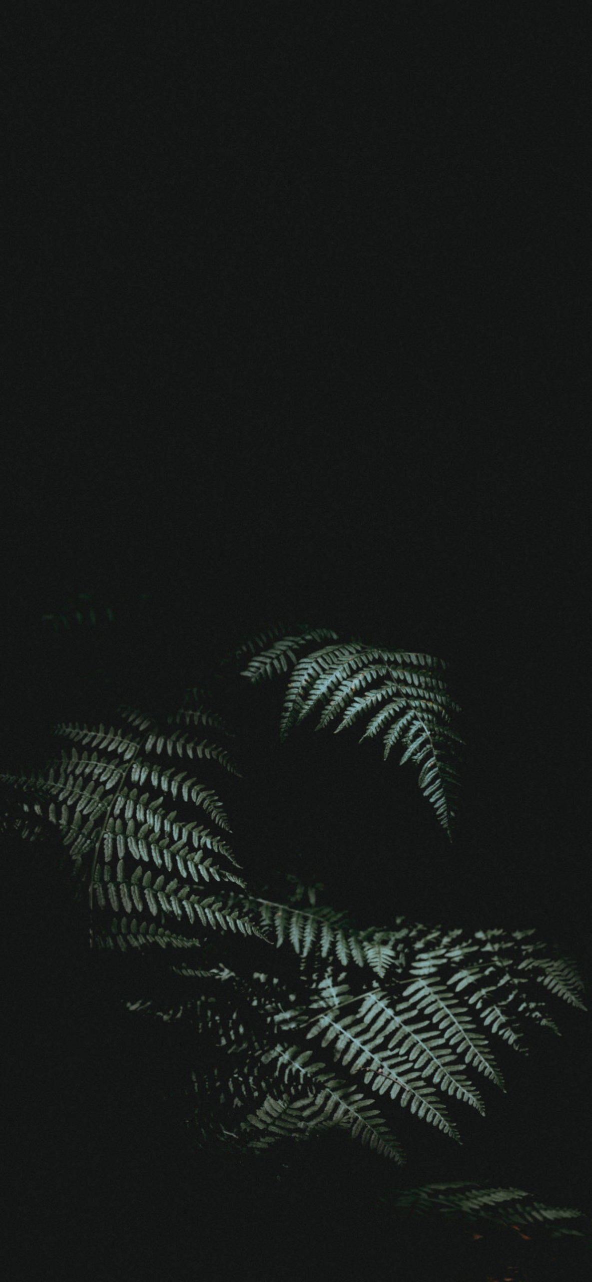 Marasan ang kalikasan at modernong teknolohiya sa pamamagitan ng natatanging kombinasyon ng isang iPhone at isang nakapot na halaman. Wallpaper