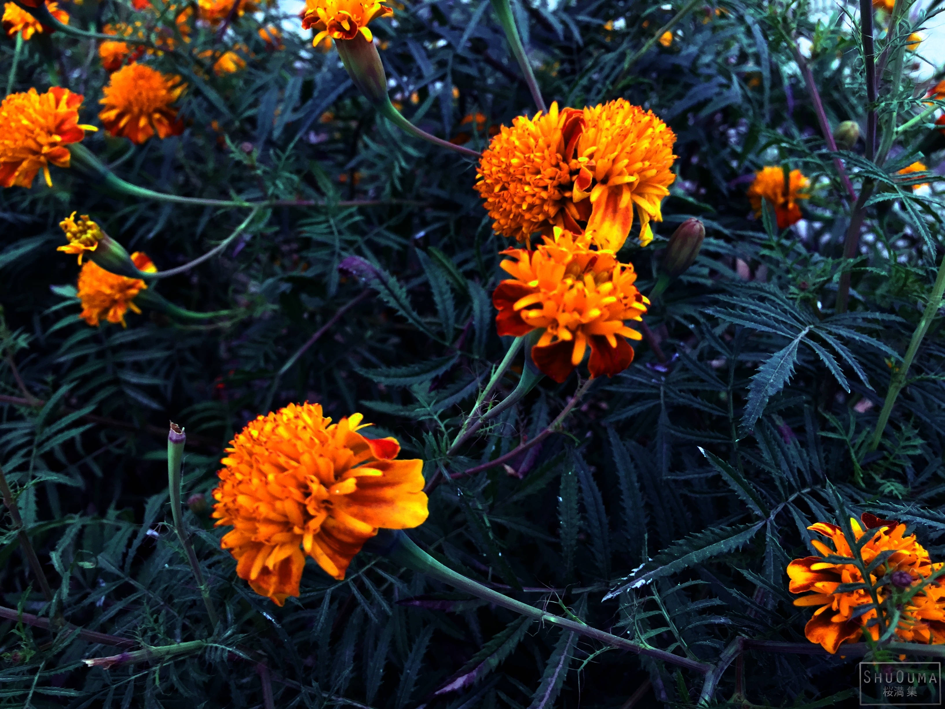 Marigold Na Ligaw na Namumulaklak na Halaman Wallpaper
