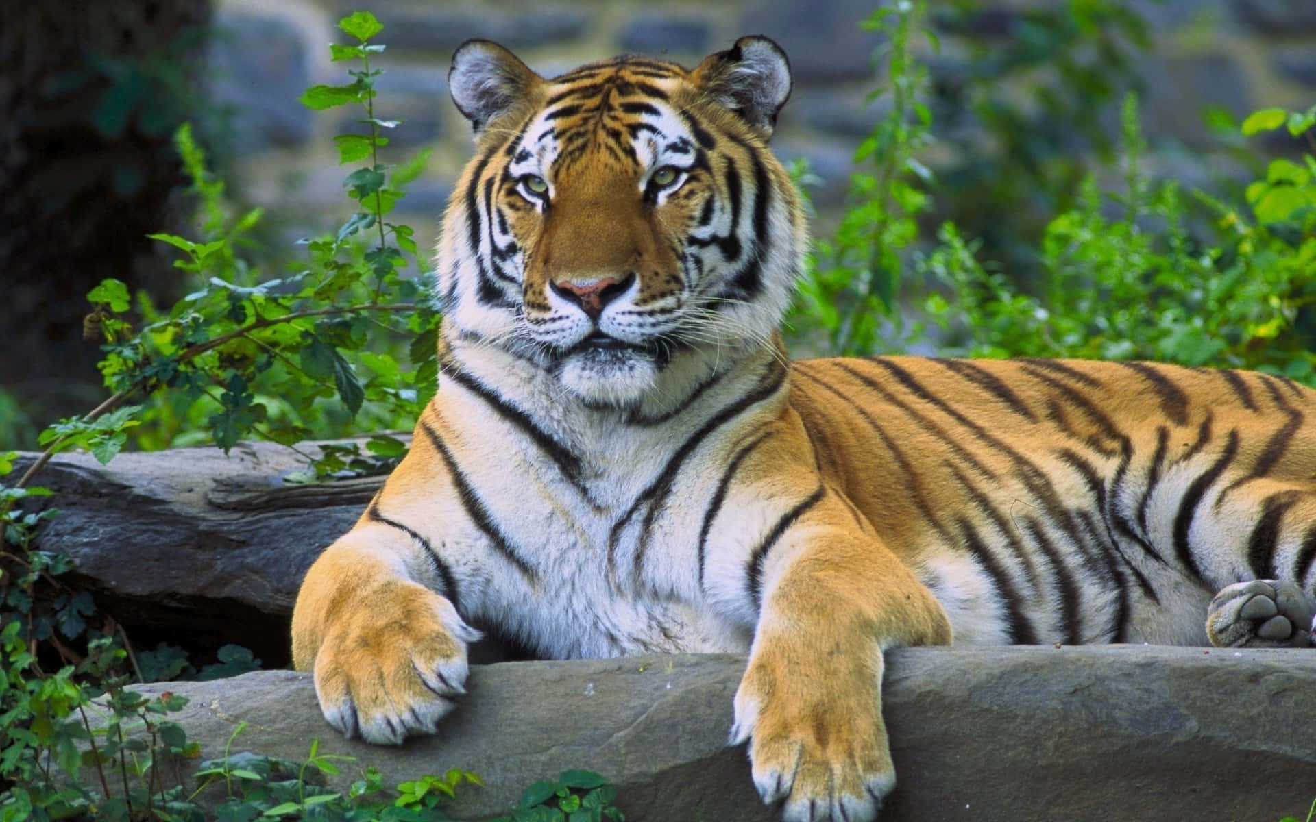 Marikit na Tigre sa Likas na Tirahan Wallpaper