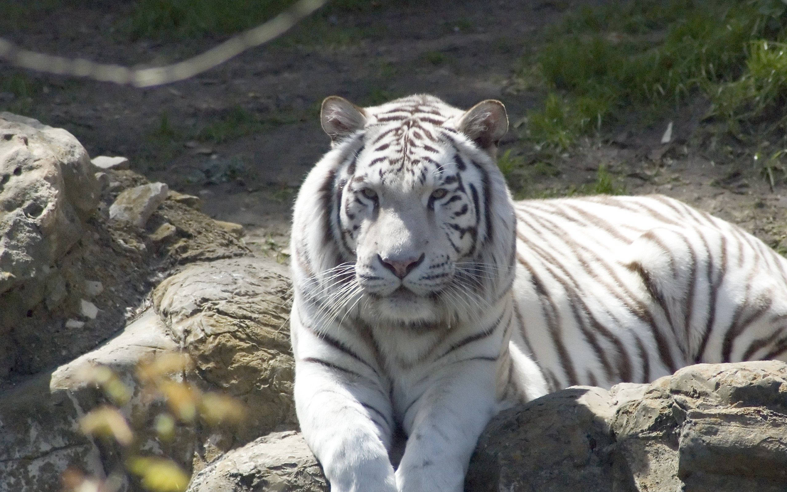 Marilag na Albino Tiger na Nakaupo sa Ibabaw ng Bato Wallpaper