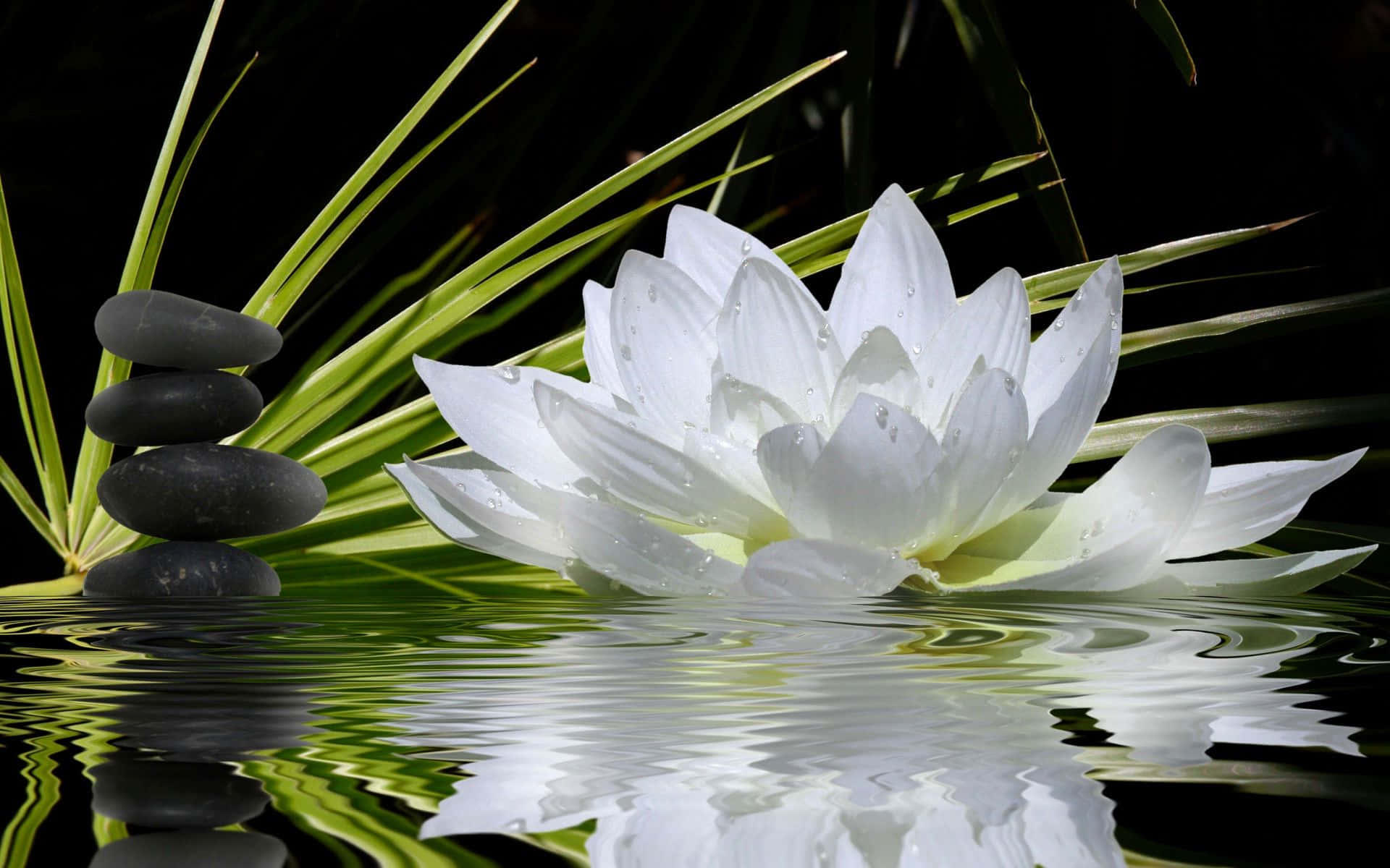 Marilag na Bulaklak ng Lotus na Namumukadkad sa Tahimik na Tubig Wallpaper