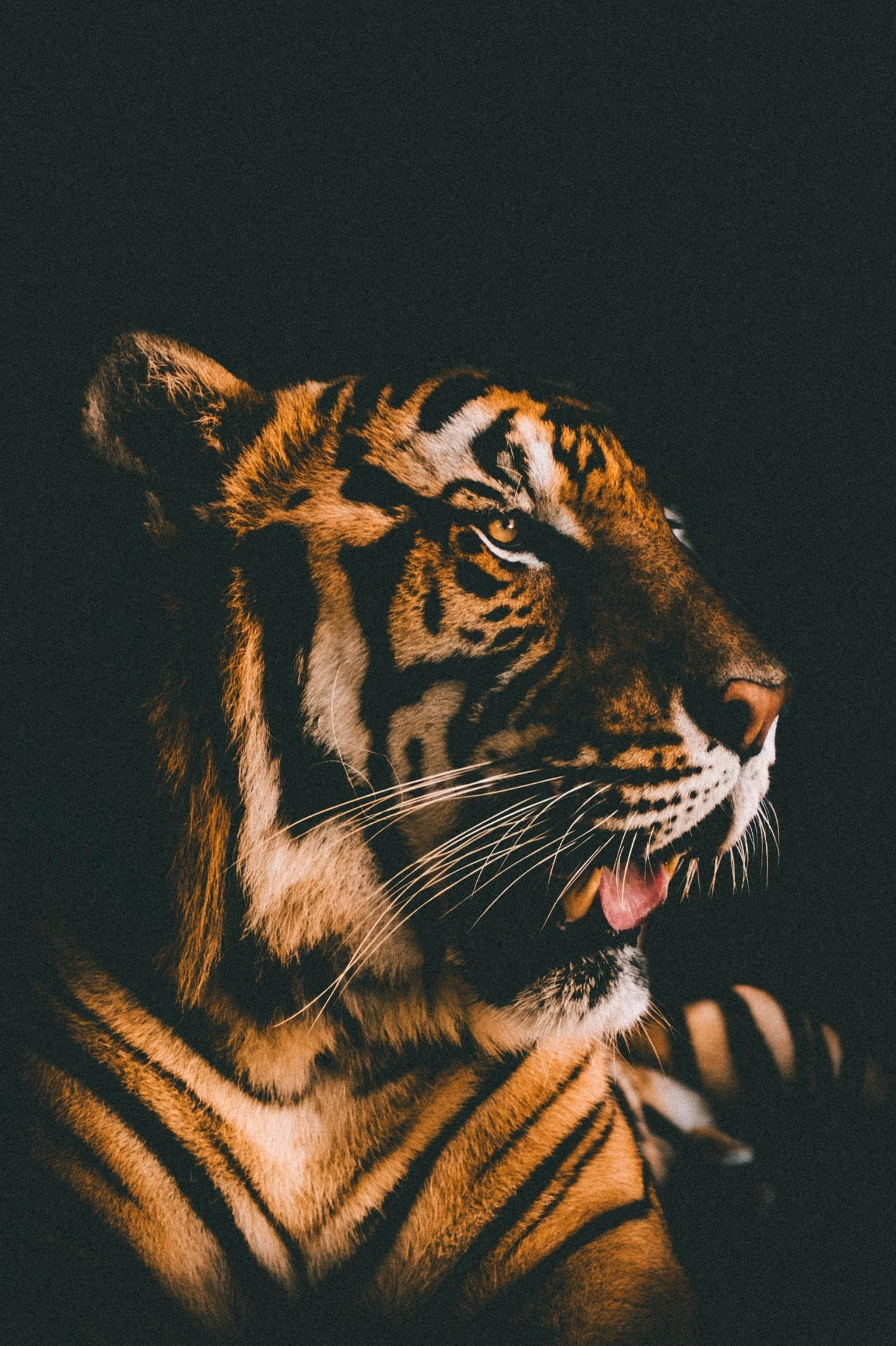 Marilag na Harimau Film Filter Wallpaper