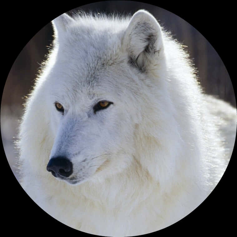 Marilag na Larawan ng Puting Lobo Wallpaper