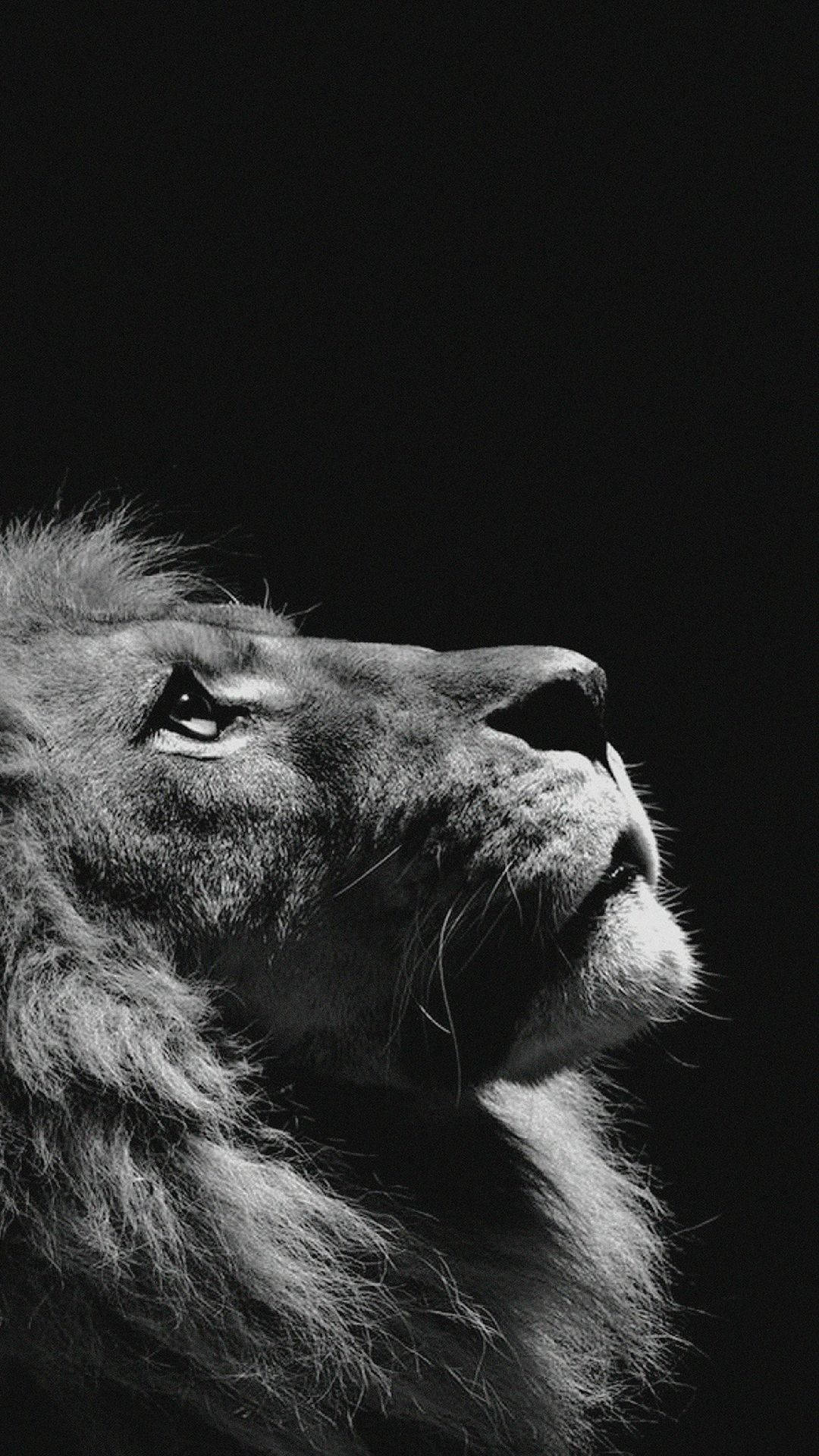 Marilag na Leon na Nagpapapose para sa Kamera Wallpaper
