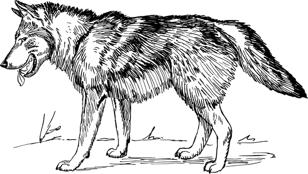 Marilag na Lobo sa Anino Wallpaper